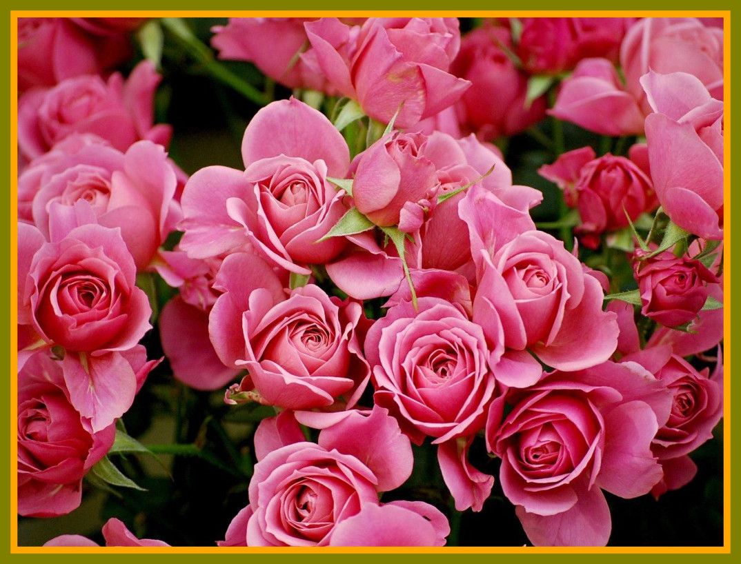 Rose rosa in bocciolo, 1074x818 HD, PC