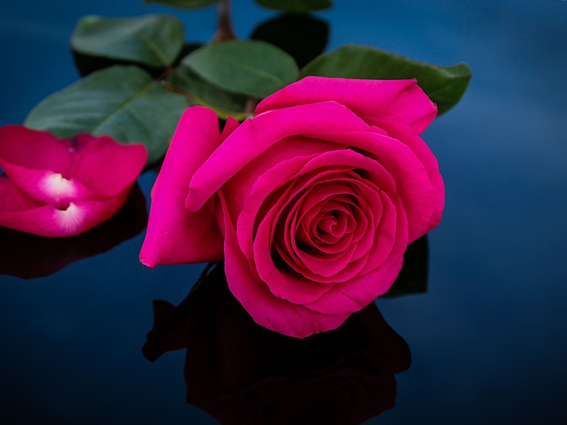 Rosa rosa su sfondo scuro, 1920x1440 Full HD+ WUXGA, Desktop