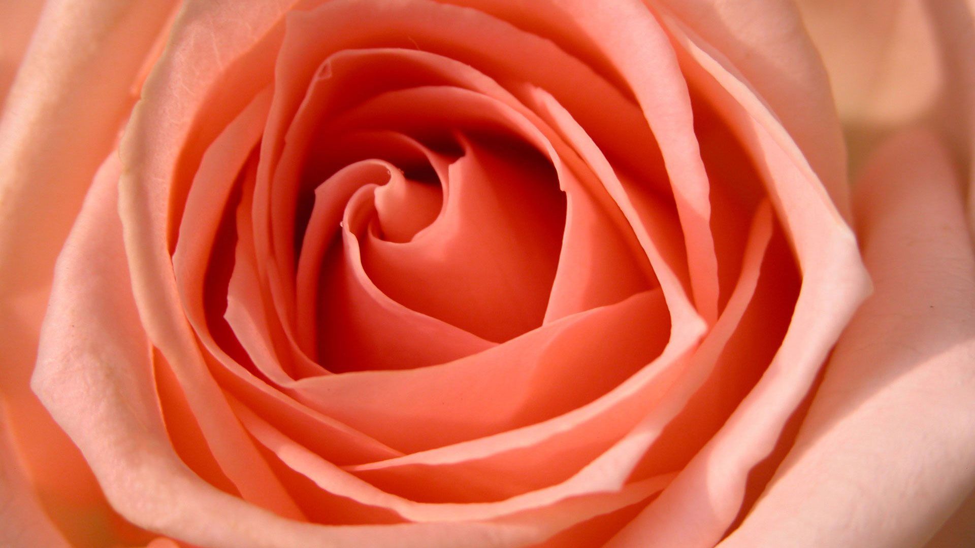 Rosa rosa in primo piano, 1920x1080 1080p, Laptop