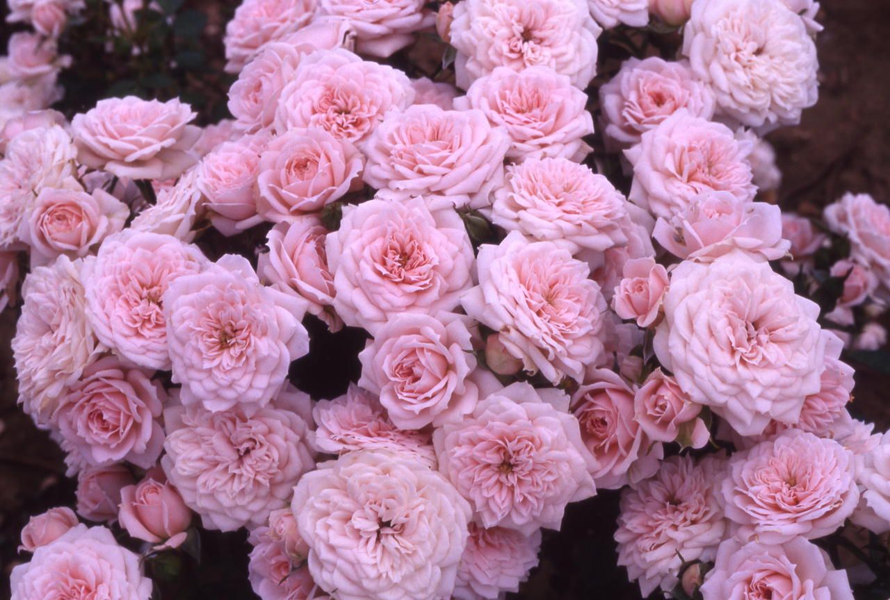 Rose rosa in fiore, 1280x864 720p, Laptop