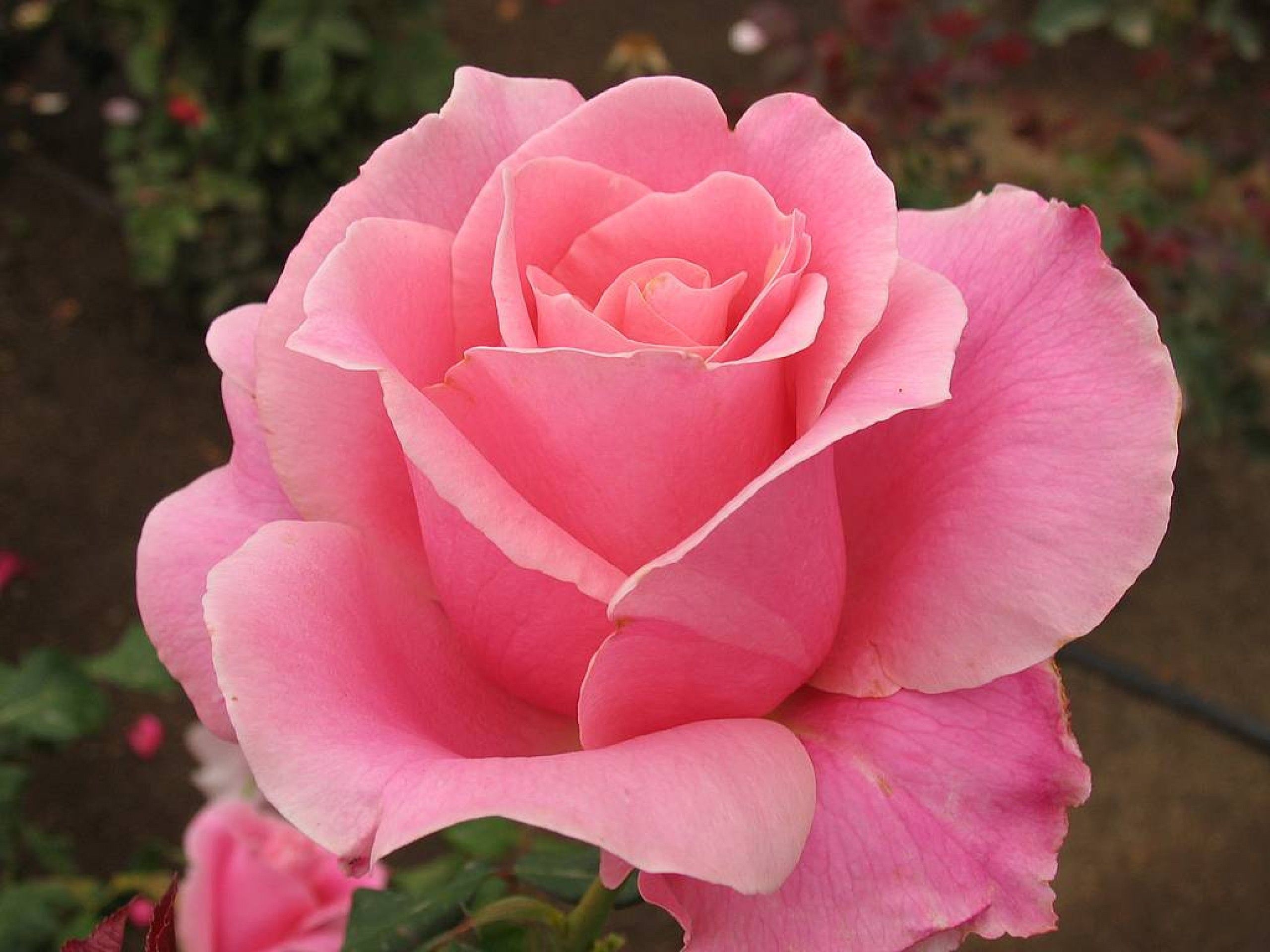 Rosa rosa in giardino, 2560x1920 2K+, Desktop