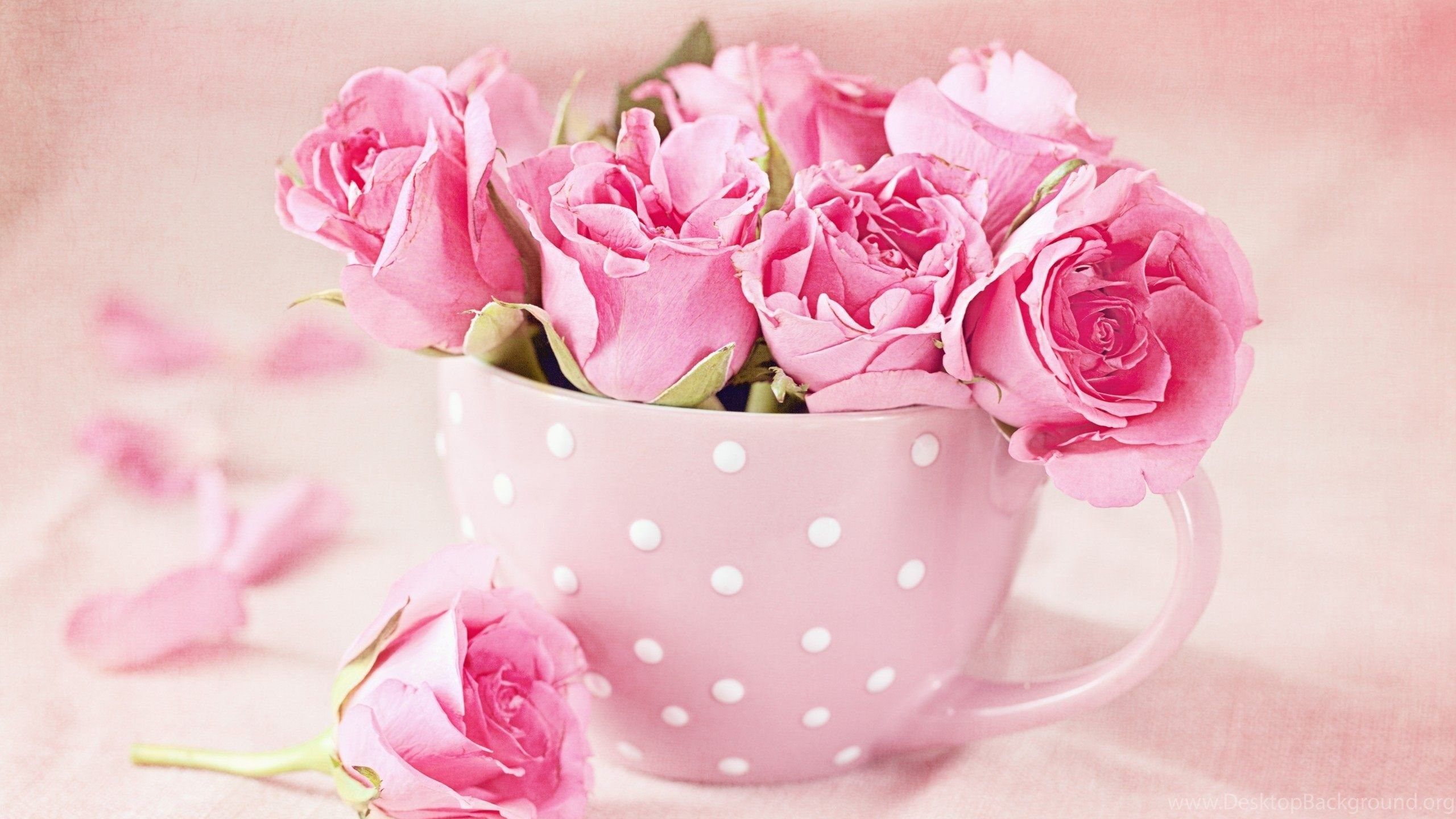 Rose rosa in tazza a pois, 2560x1440 2K QHD, PC
