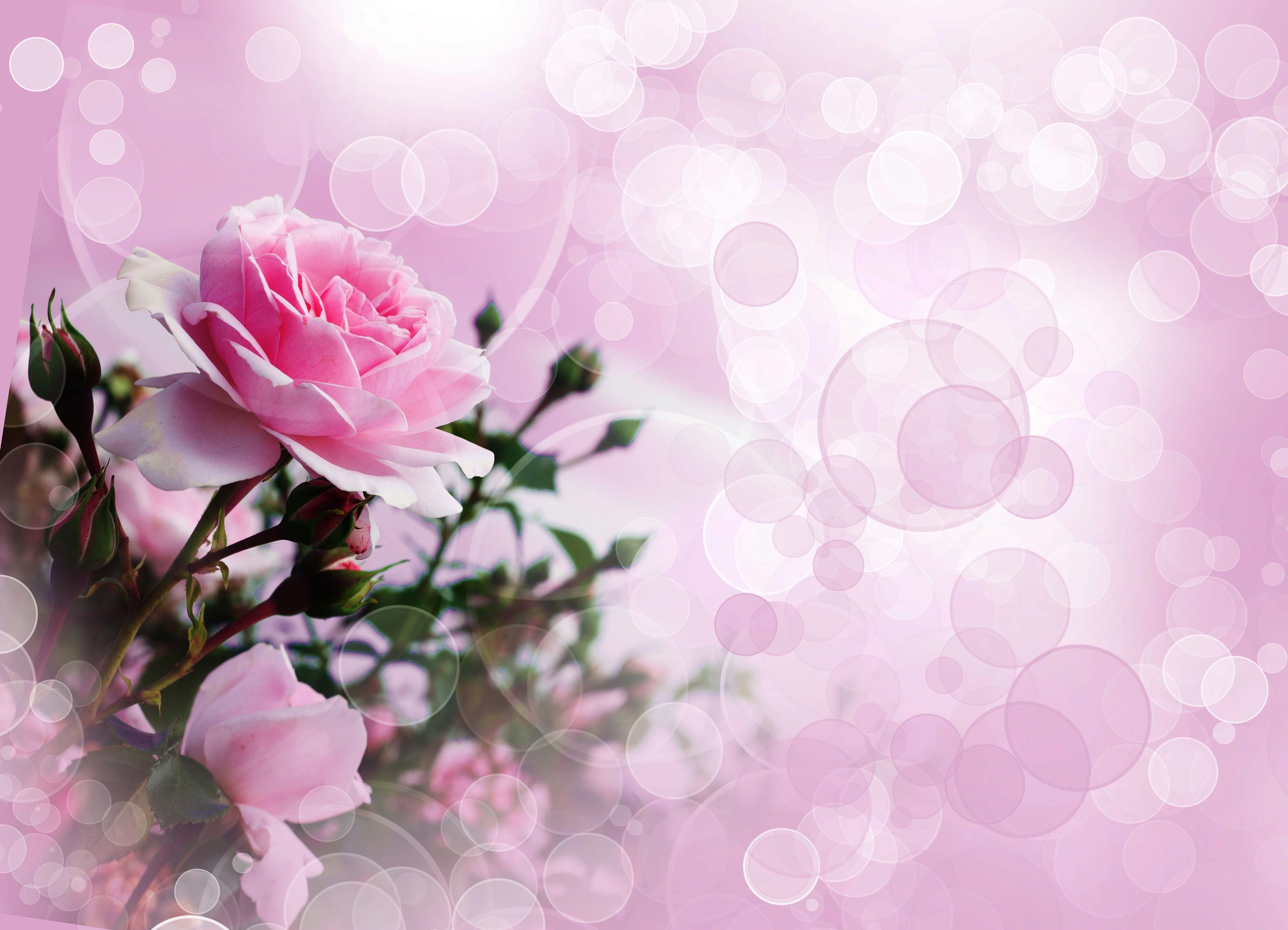 Rosa rosa con boccioli, 4000x2887 4K, Desktop 4K
