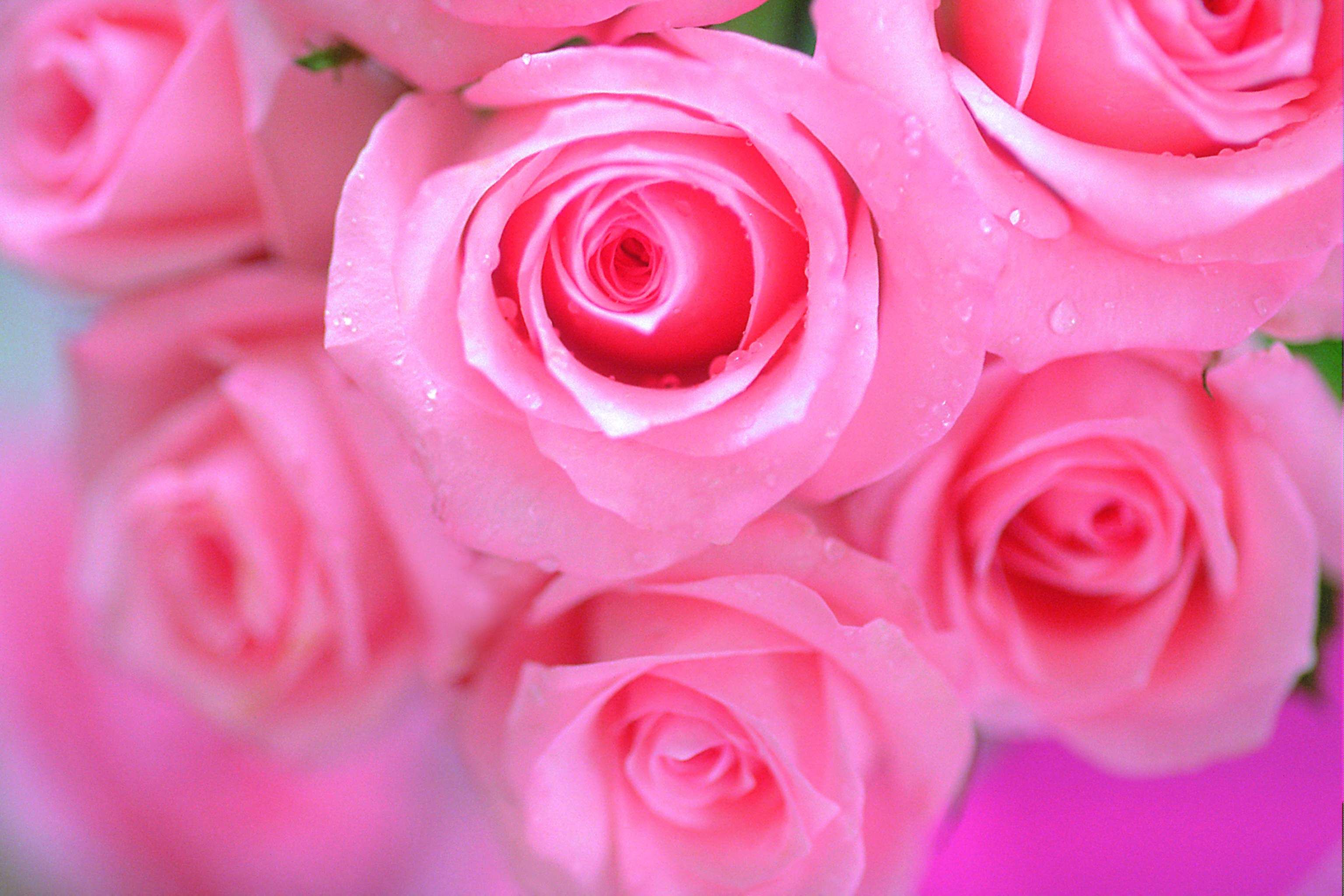 Rose rosa in fiore, 3072x2048 WQXGA, Monitor Gaming