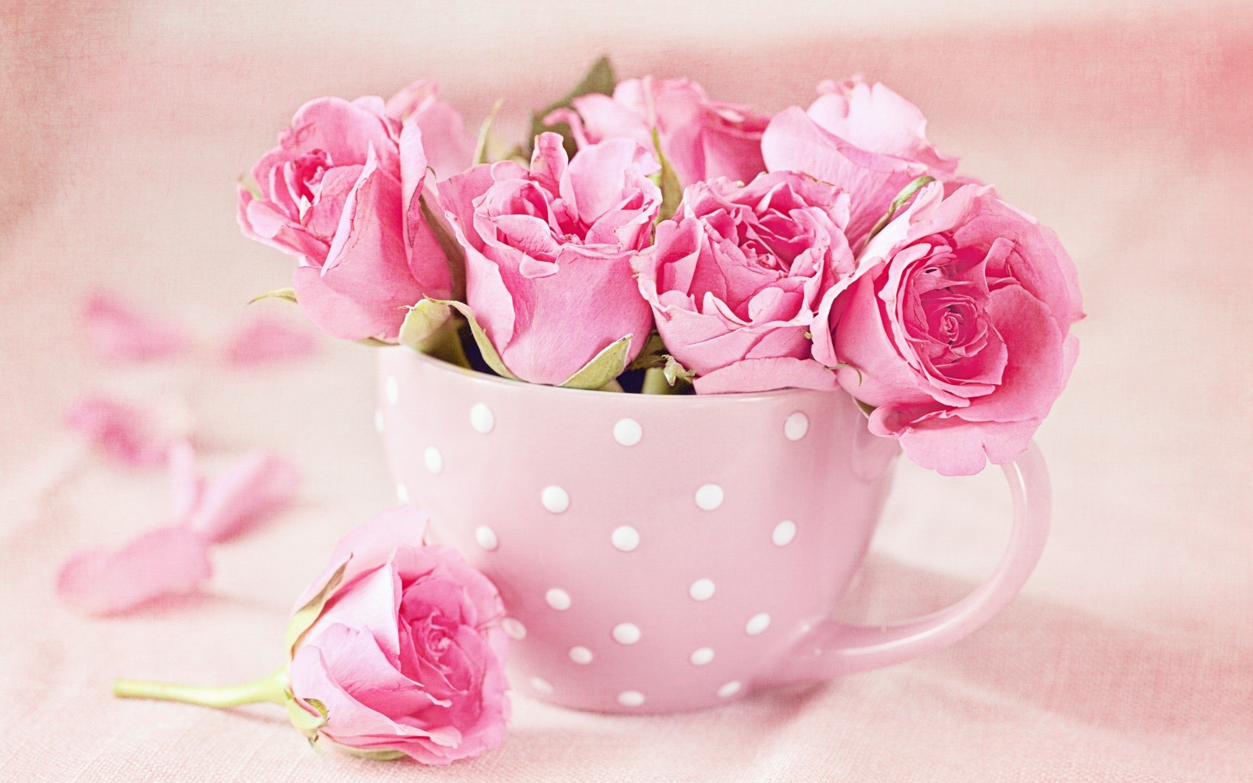 Rose rosa in tazza pois, 2560x1600 2K+, PC