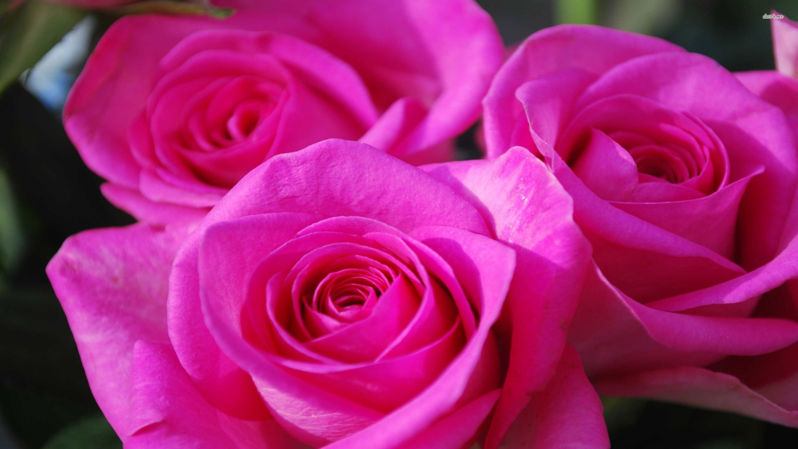 Rose rosa in primo piano, 2560x1440 2K QHD, PC