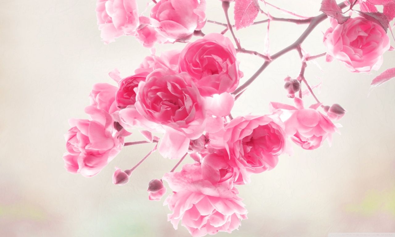 Ramo di rose rosa, 1280x768 720p, PC
