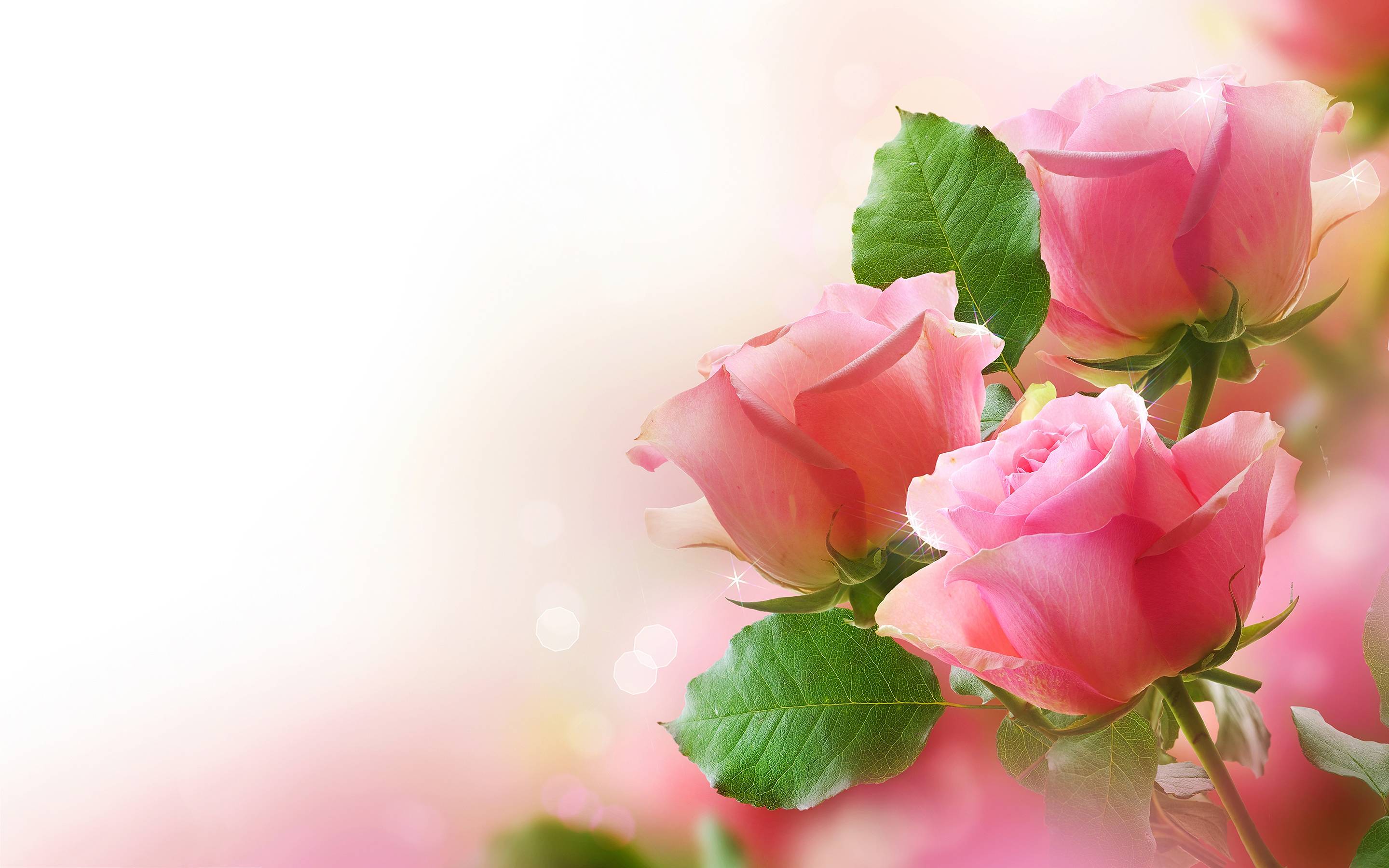 Rose rosa con foglie verdi, 2880x1800 WQXGA, Desktop