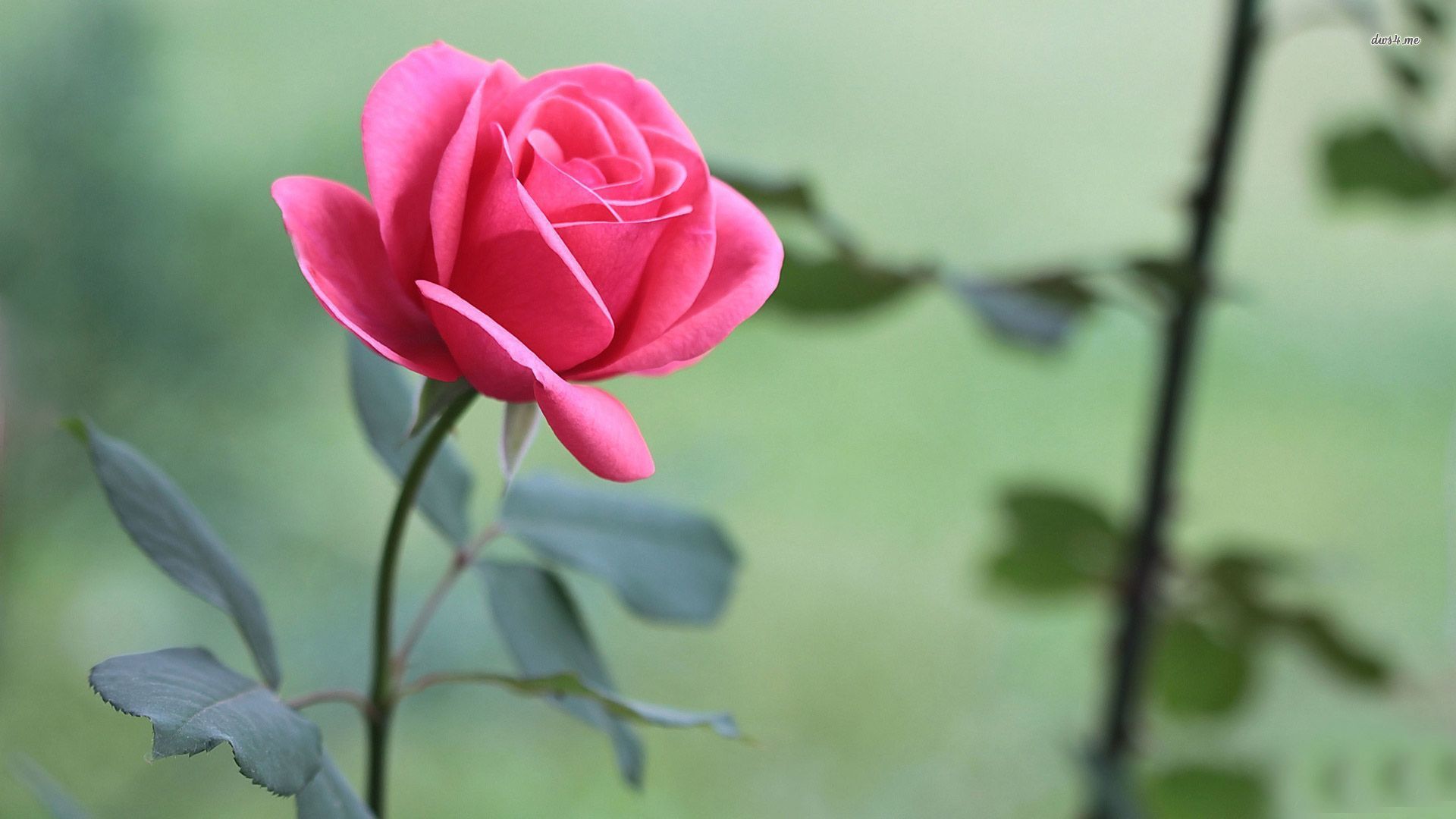 Rosa rosa singola fiore, 1920x1080 1080p, PC