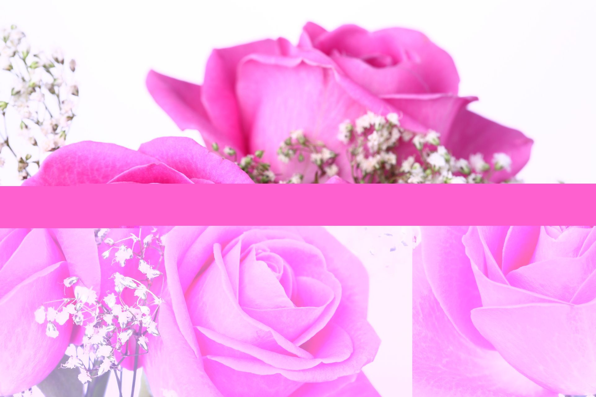 Rose rosa con fiorellini bianchi, 1920x1280 WUXGA, Laptop
