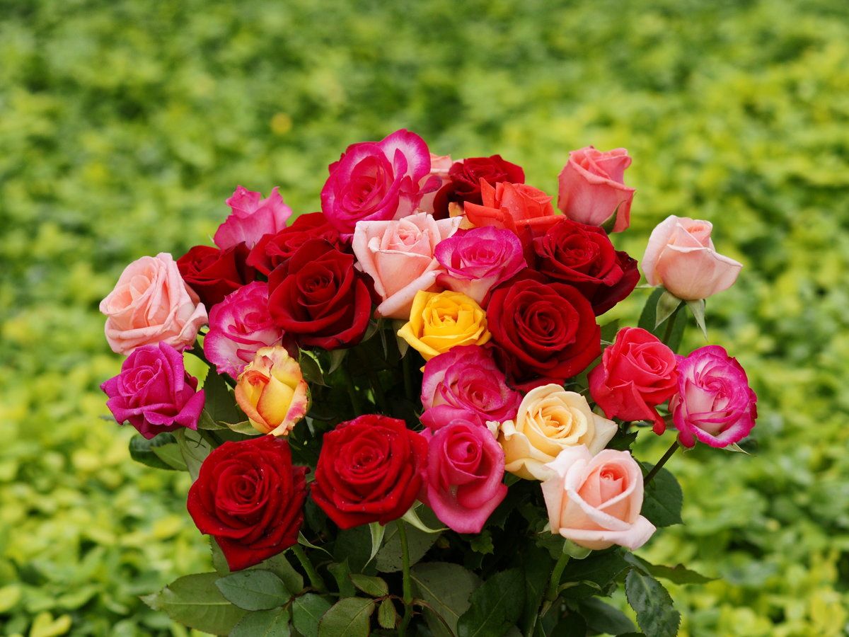 Bouquet rose colorate multicolore, 1200x900 HD, Desktop