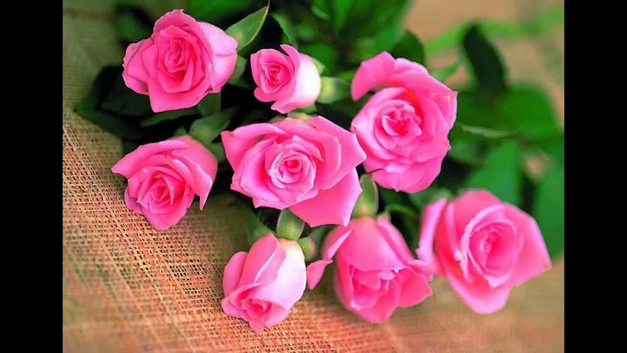Mazzo di rose rosa, 1280x720 HD, PC Desktop