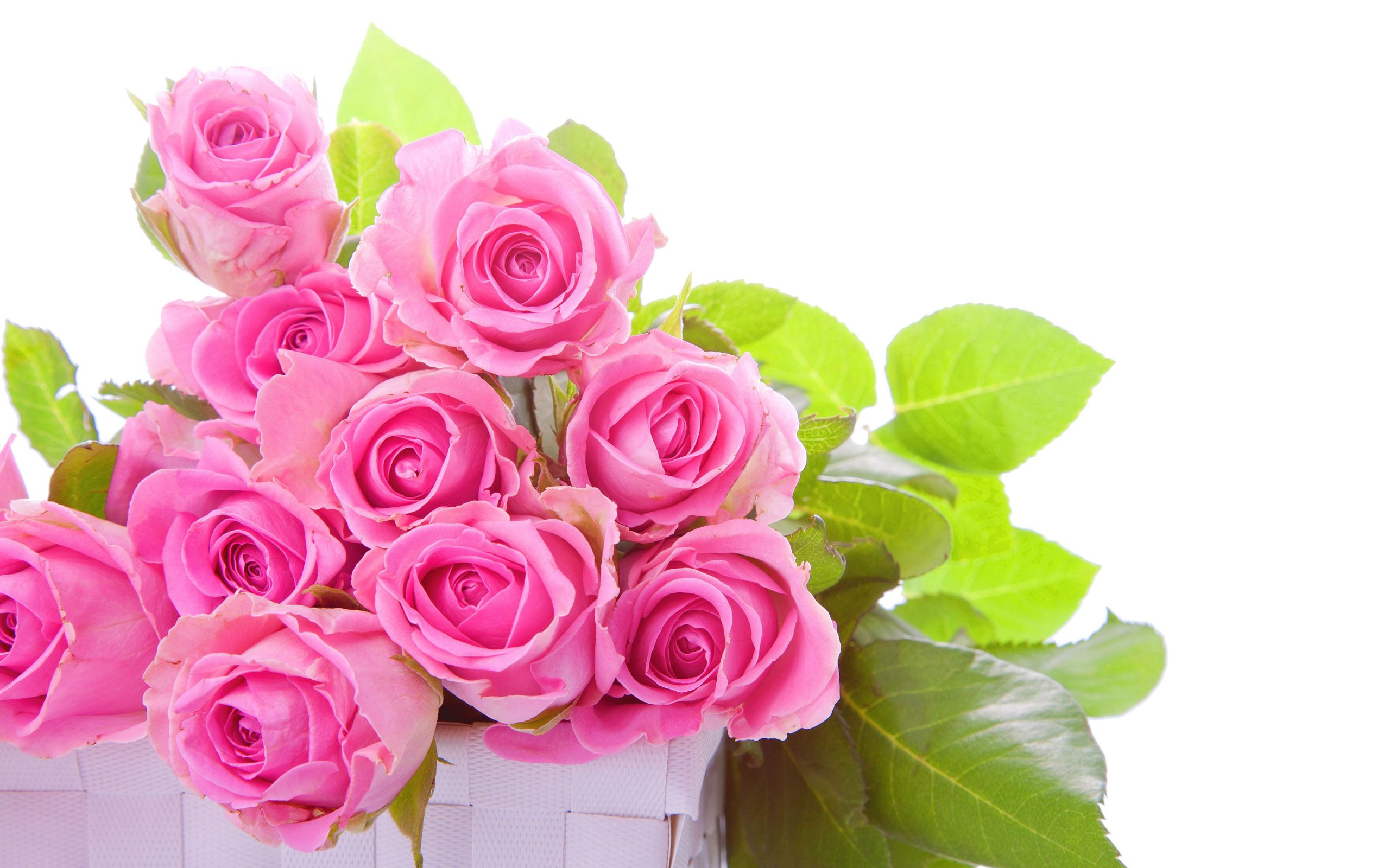 Rose rosa in cestino bianco, 2560x1600 2K+, MacBook Pro