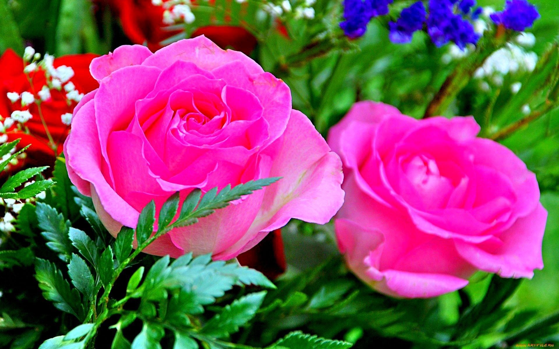 Rose rosa con fogliame verde, 1920x1200 Full HD+ WUXGA, Laptop