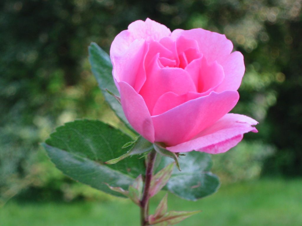 Rosa rosa in giardino, 1024x768 HD, Desktop