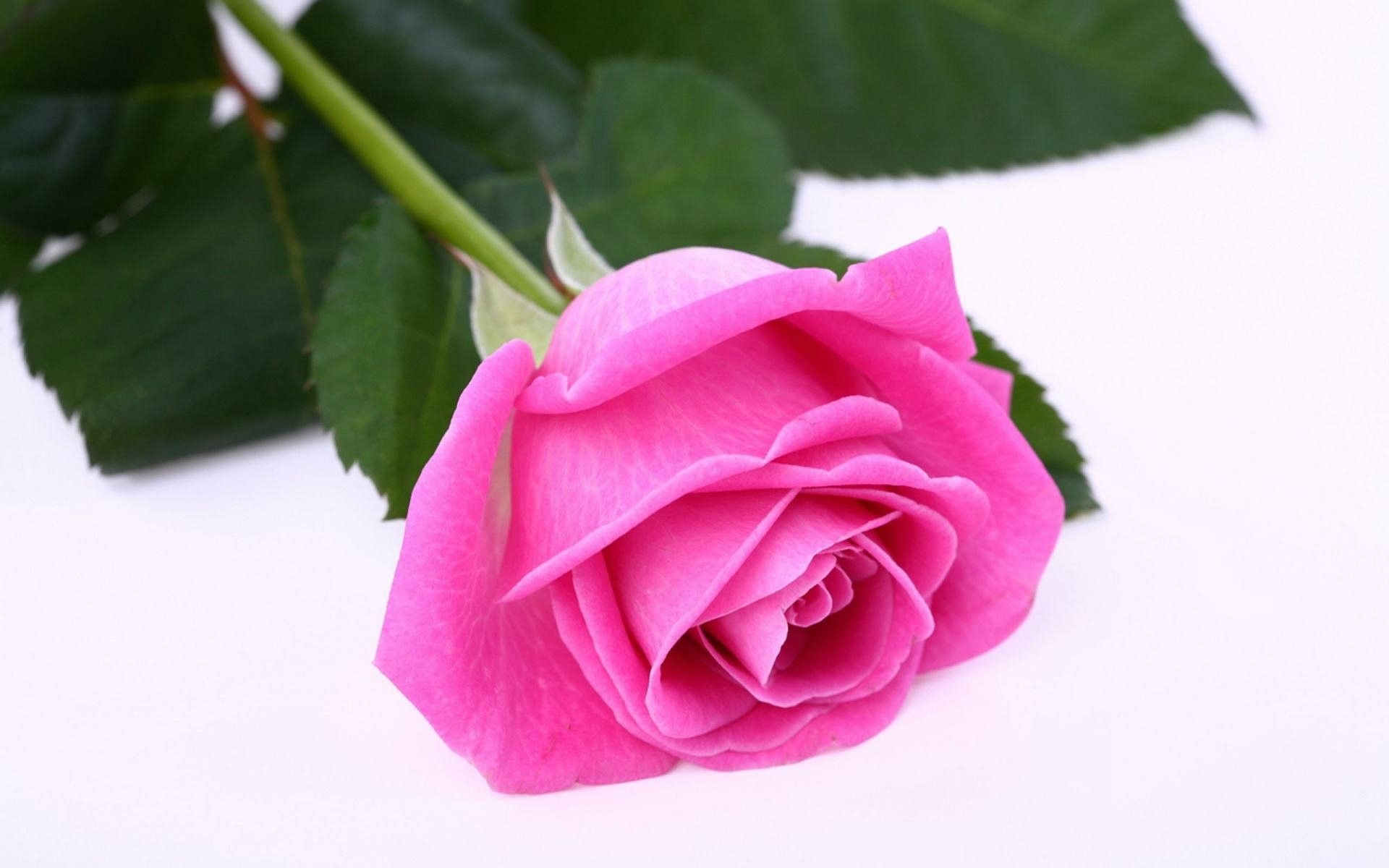 Rosa rosa singola, 1920x1200 WUXGA, Laptop