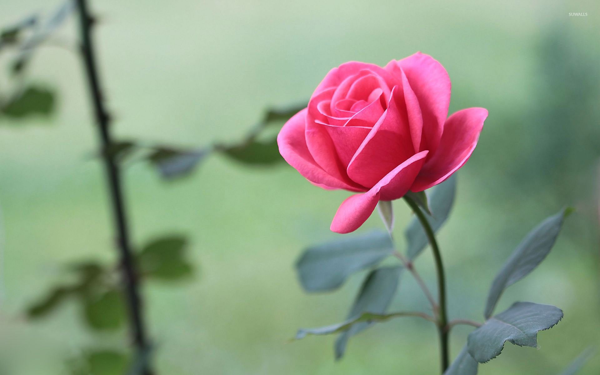 Rosa rosa in giardino, 1920x1200 WUXGA, Laptop