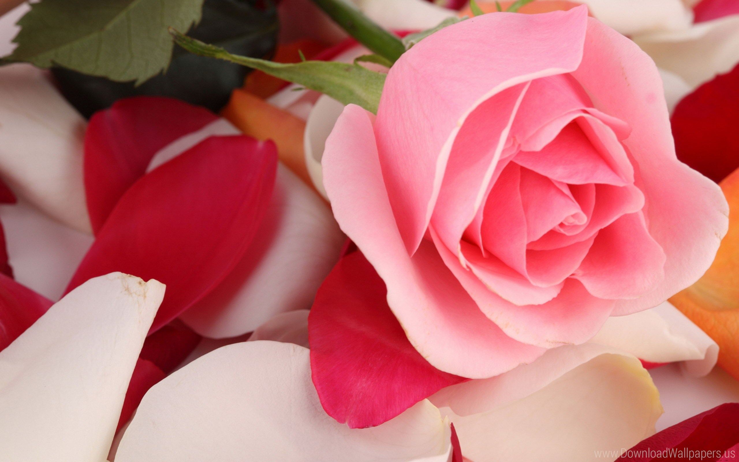 Rosa rosa su petali colorati, 2560x1600 2K+, Desktop