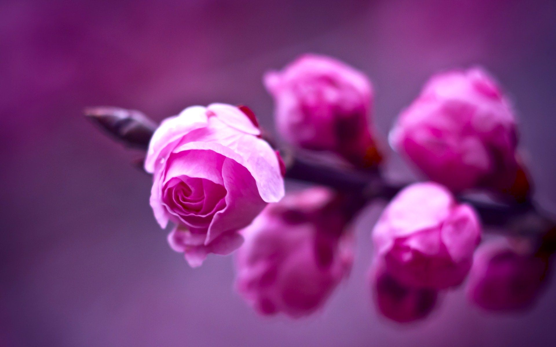 Boccioli di rosa rosa, 1920x1200 Full HD+, PC