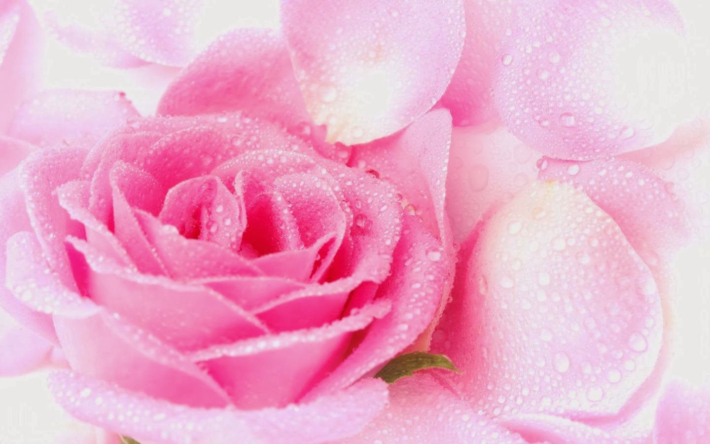 Rose rosa con gocce d'acqua, 1440x900 HD, Desktop