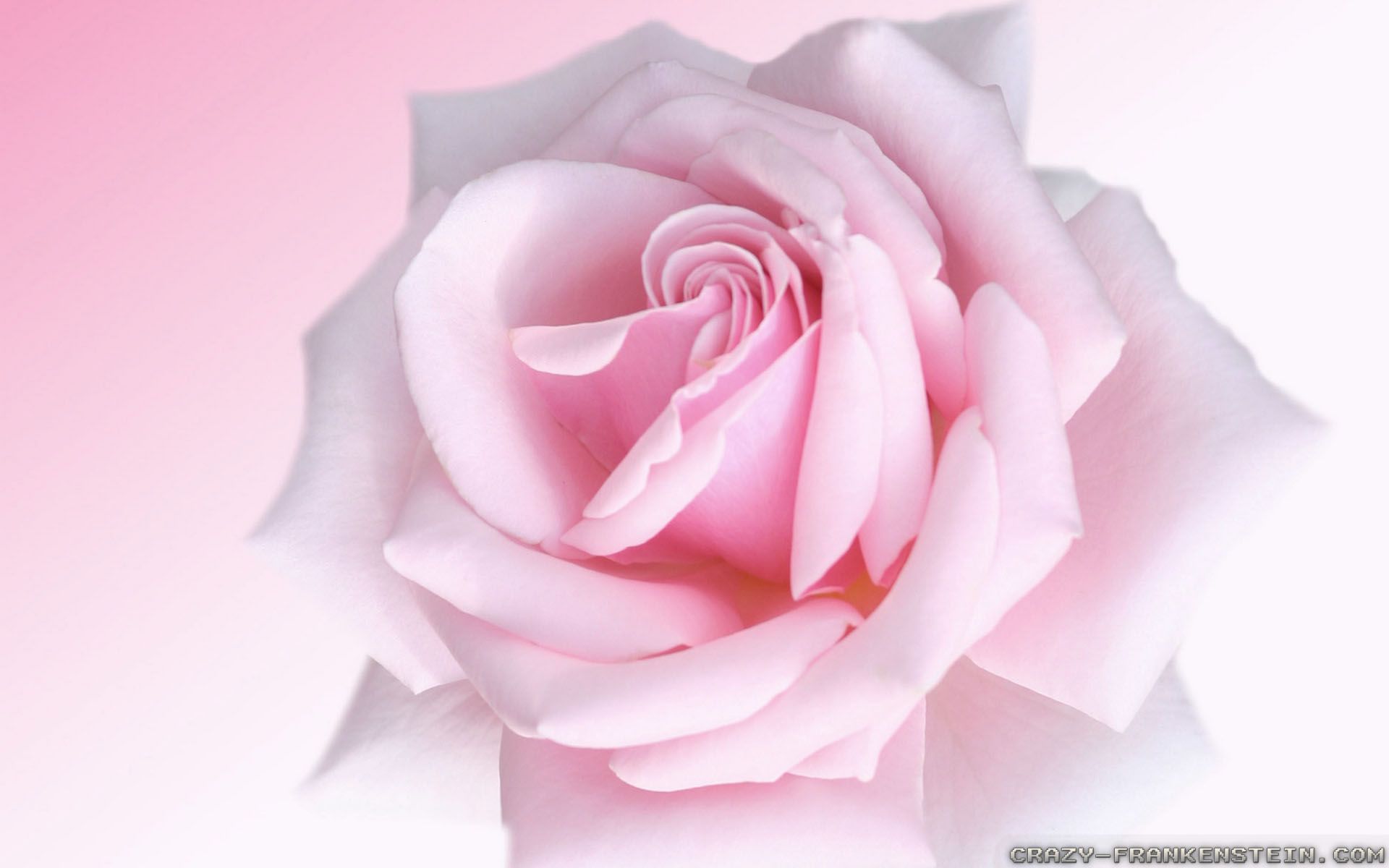 Rosa rosa in primo piano, 1920x1200 Full HD+, iMac