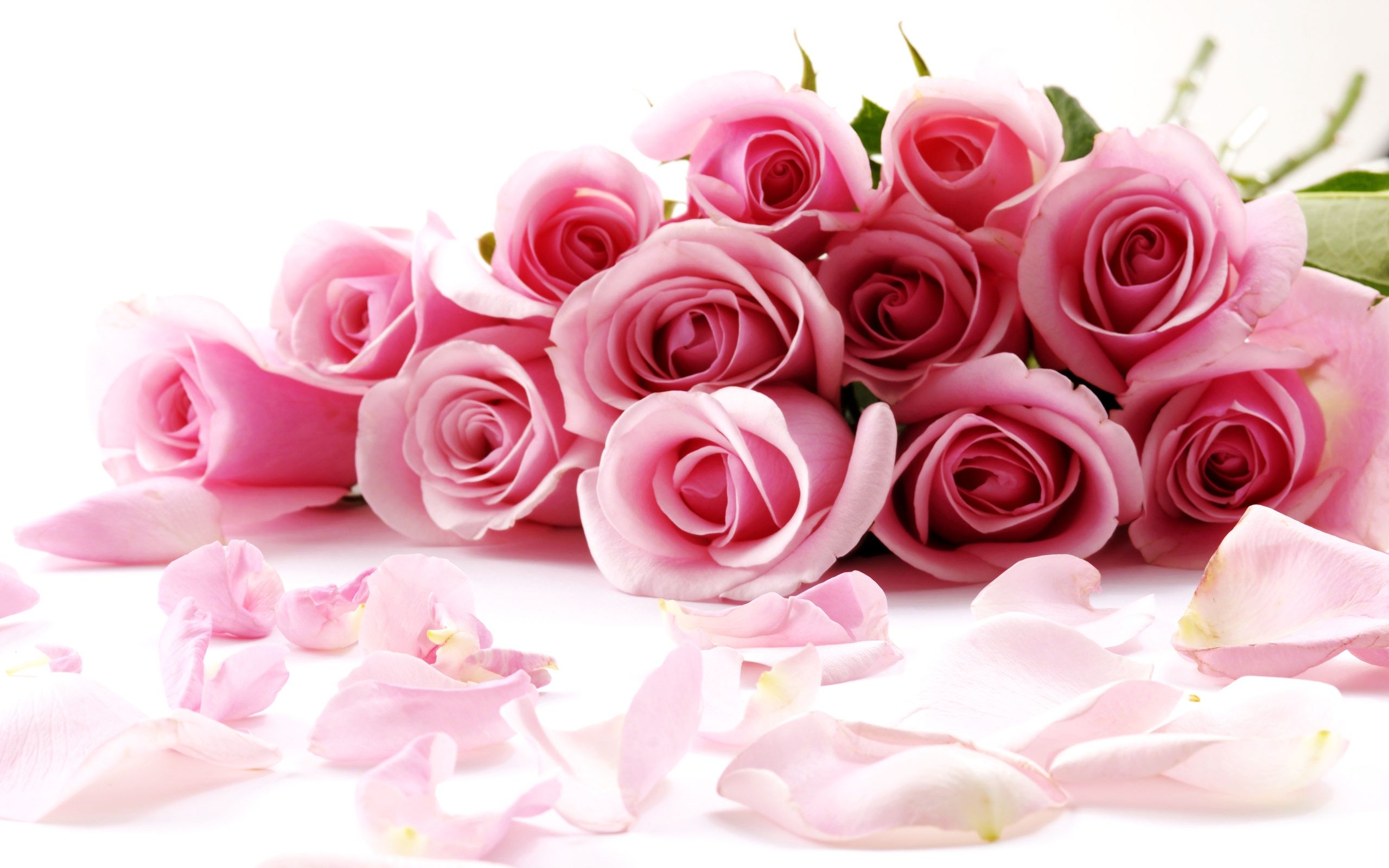 Mazzo di rose rosa, 2560x1600 2K, Laptop