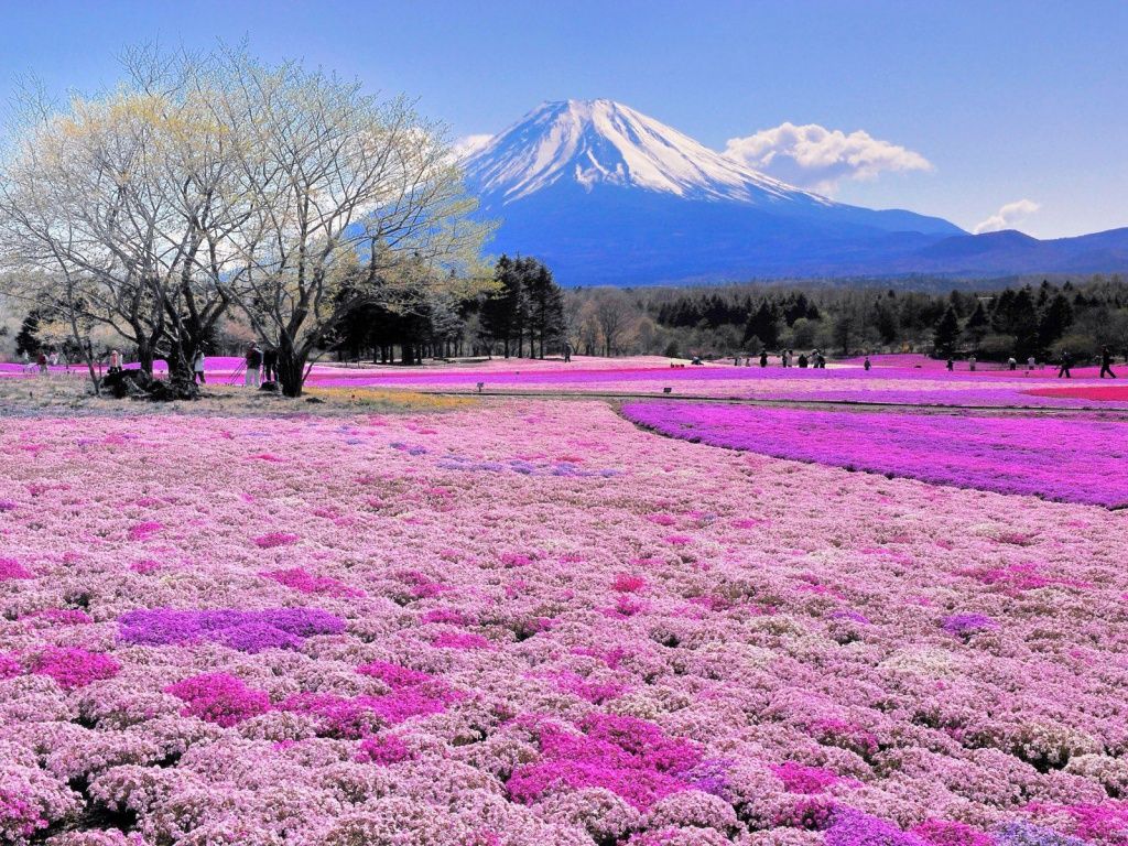 Monte Fuji con fiori rosa, vulcano, 1024x768 HD, Desktop