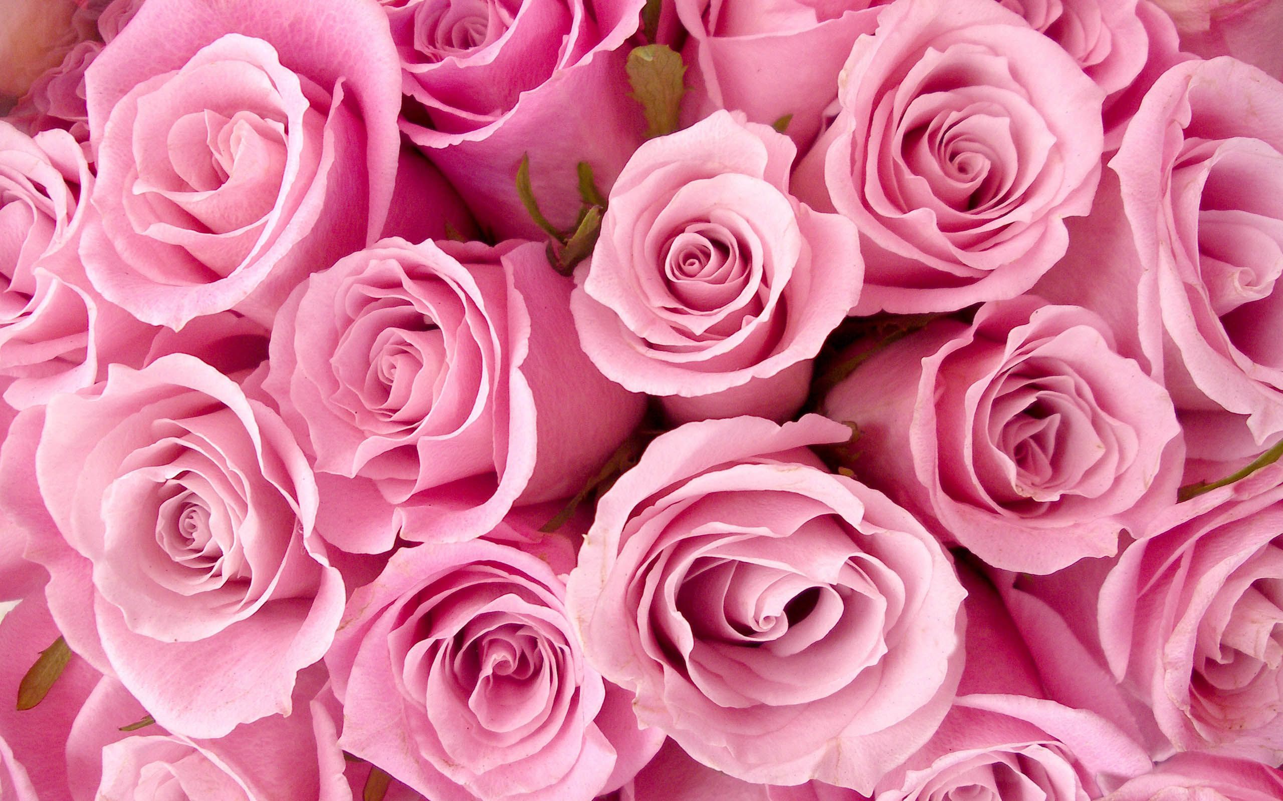 Mazzo di rose rosa, 2560x1600 WQXGA, Desktop