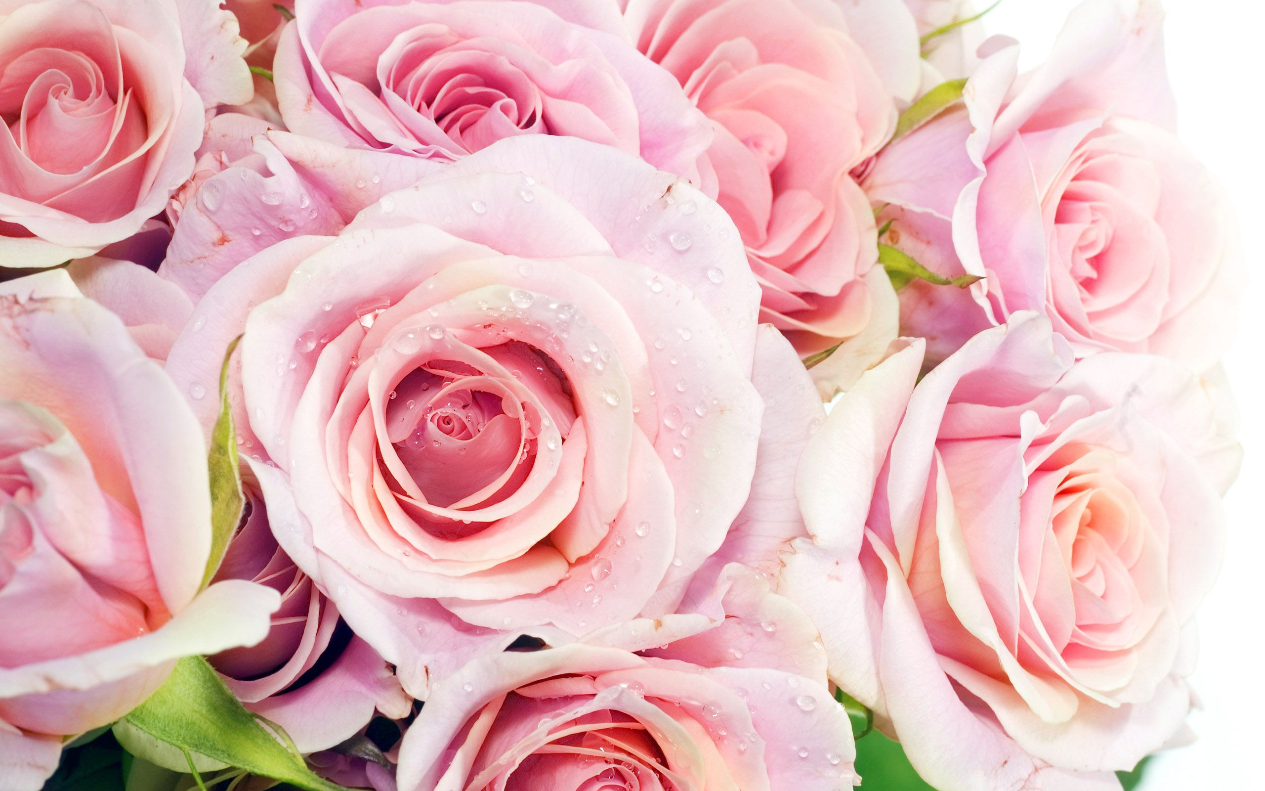 Bouquet di rose rosa, 2560x1600 2K+, MacBook Pro