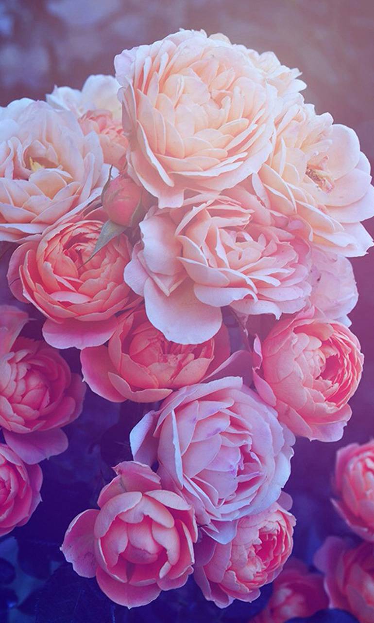 Mazzo di rose rosa, 770x1280 Full HD Verticale, iPhone