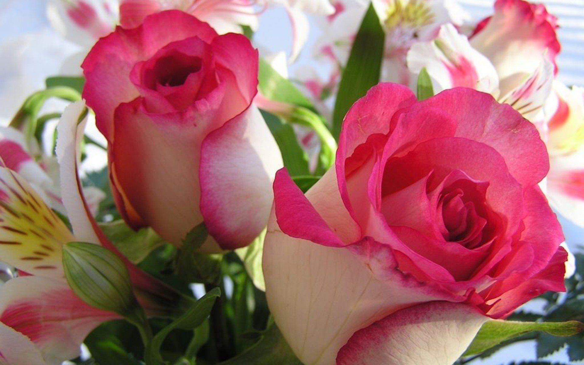 Rose rosa bianche bouquet, 1920x1200 WUXGA, Desktop