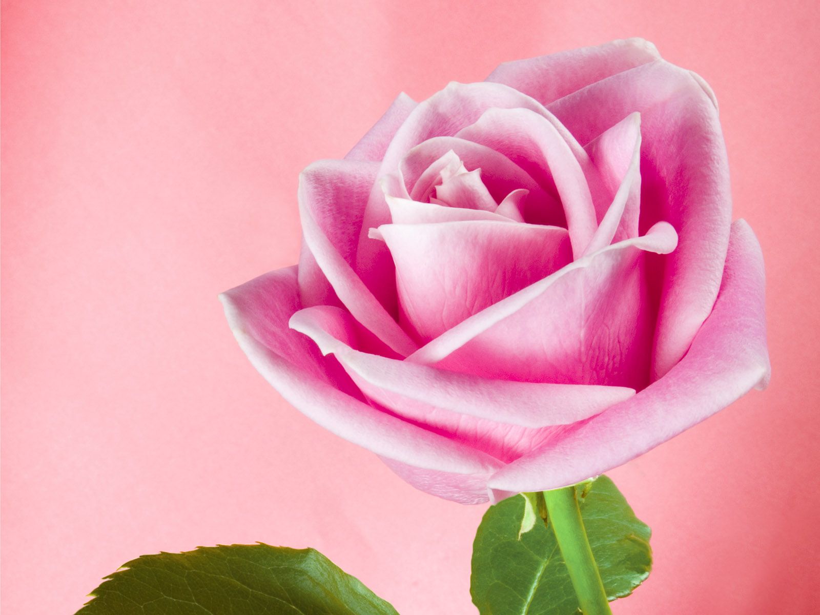Rosa rosa singola fiore, 1600x1200 HD Ready, Desktop