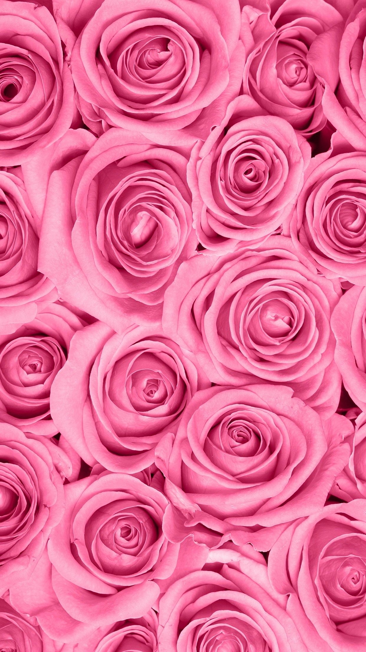 Rose rosa a mazzo, 1242x2208 Verticale, Telefono