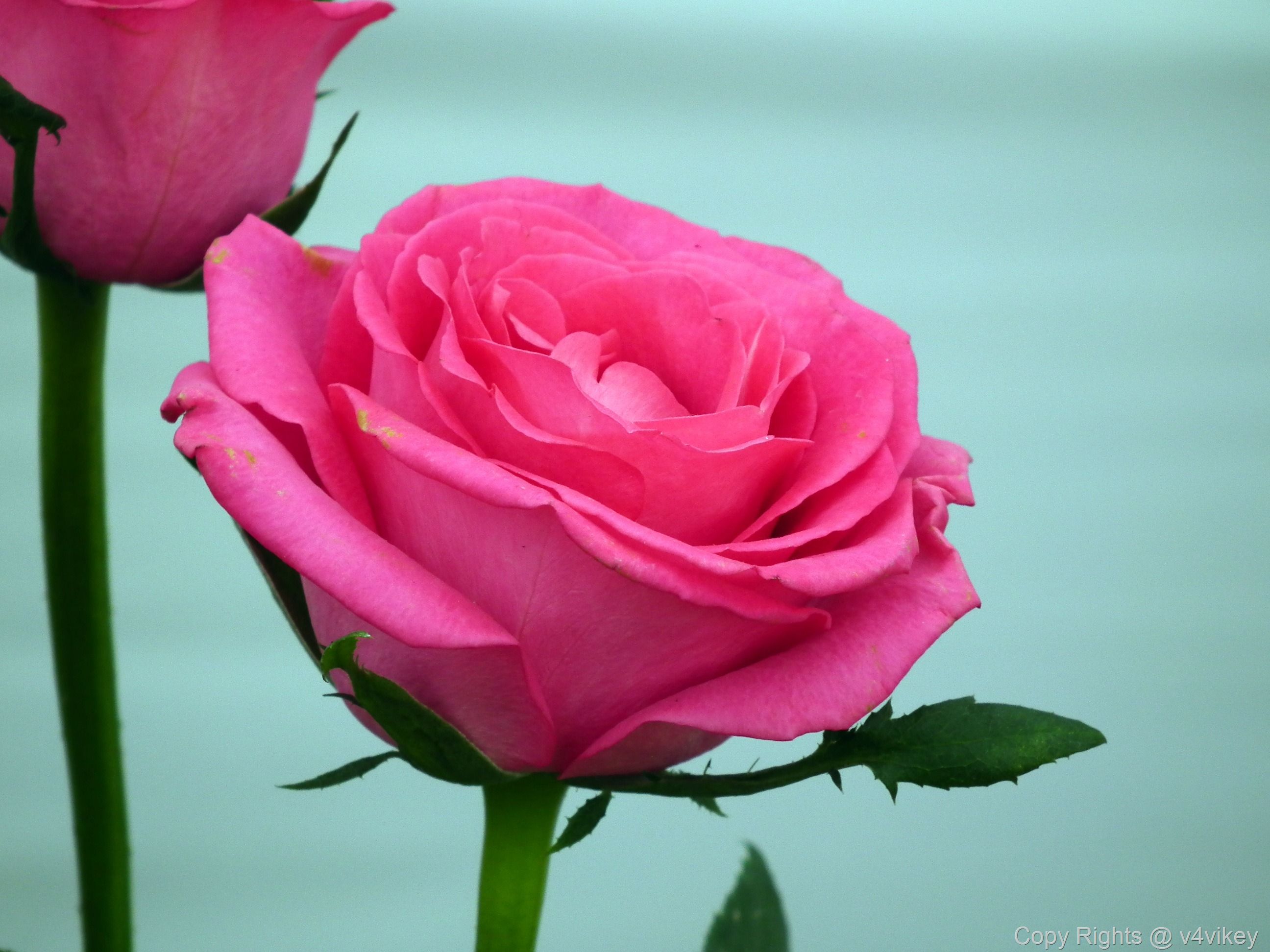 Rose rosa in fiore, 2592x1944 2K, Laptop