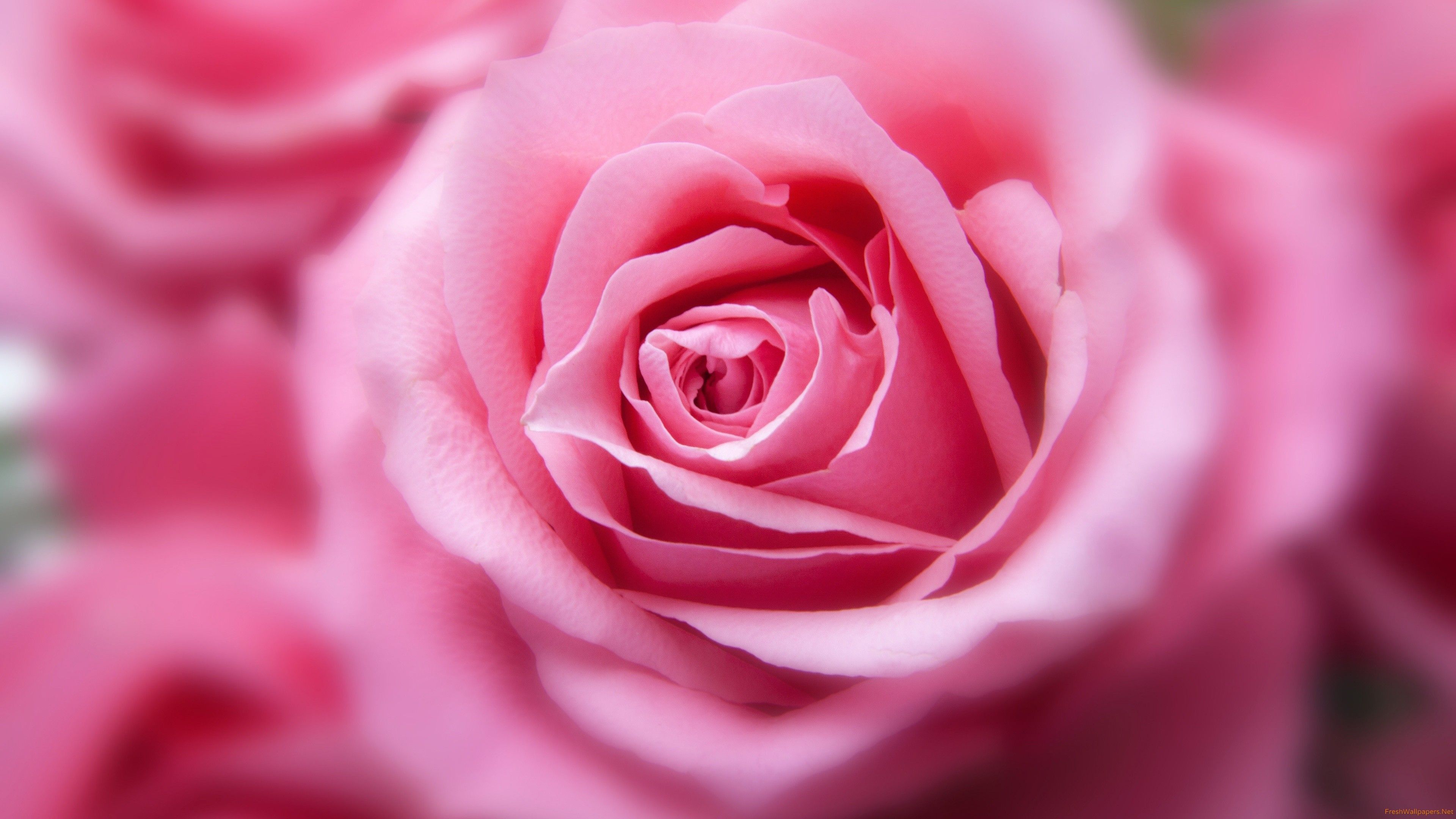 Rosa rosa in primo piano, 3840x2160 UHD, PC 4K