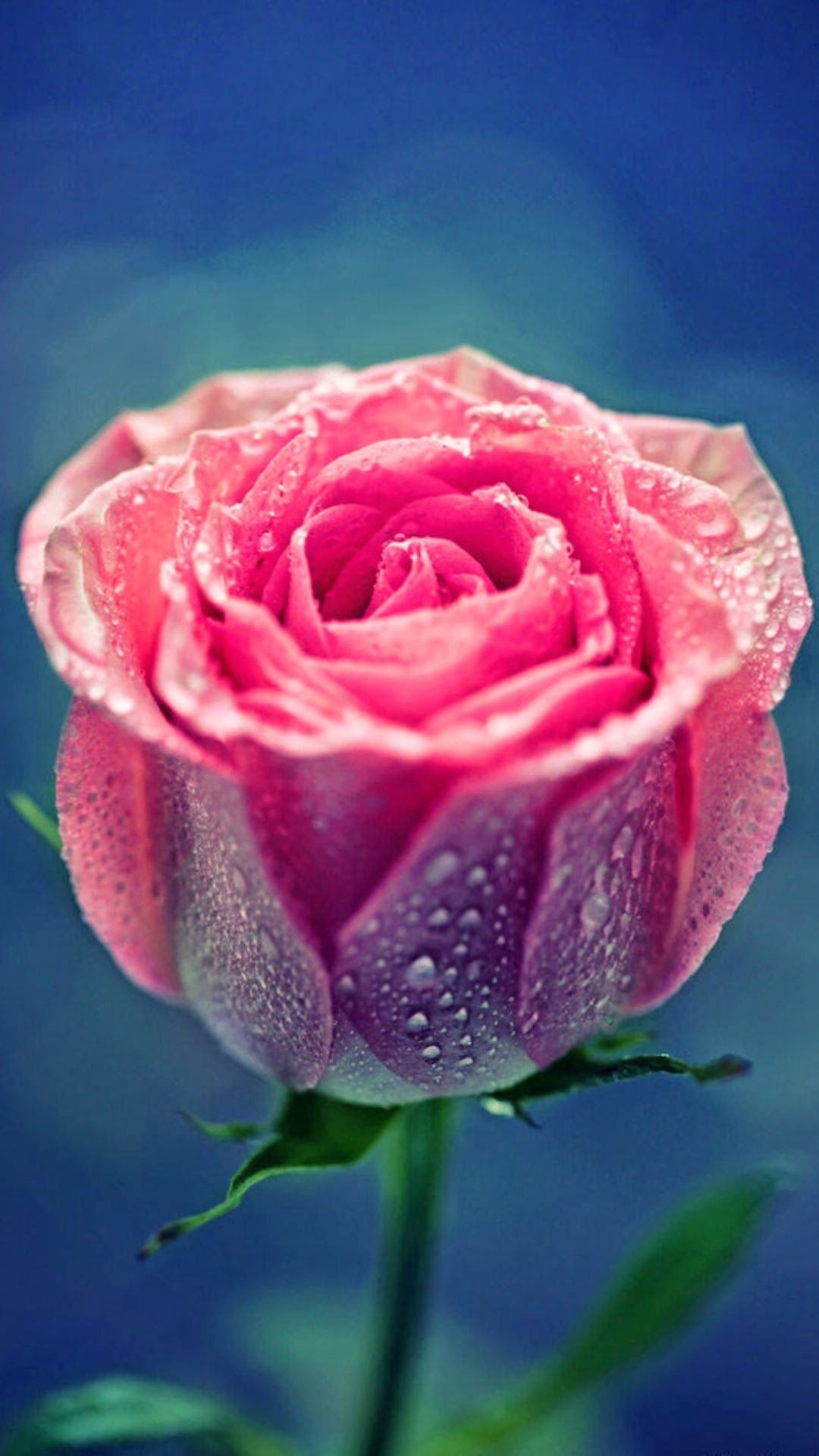 Rosa rosa con gocce d'acqua, 1080x1920 Verticale, Mobile
