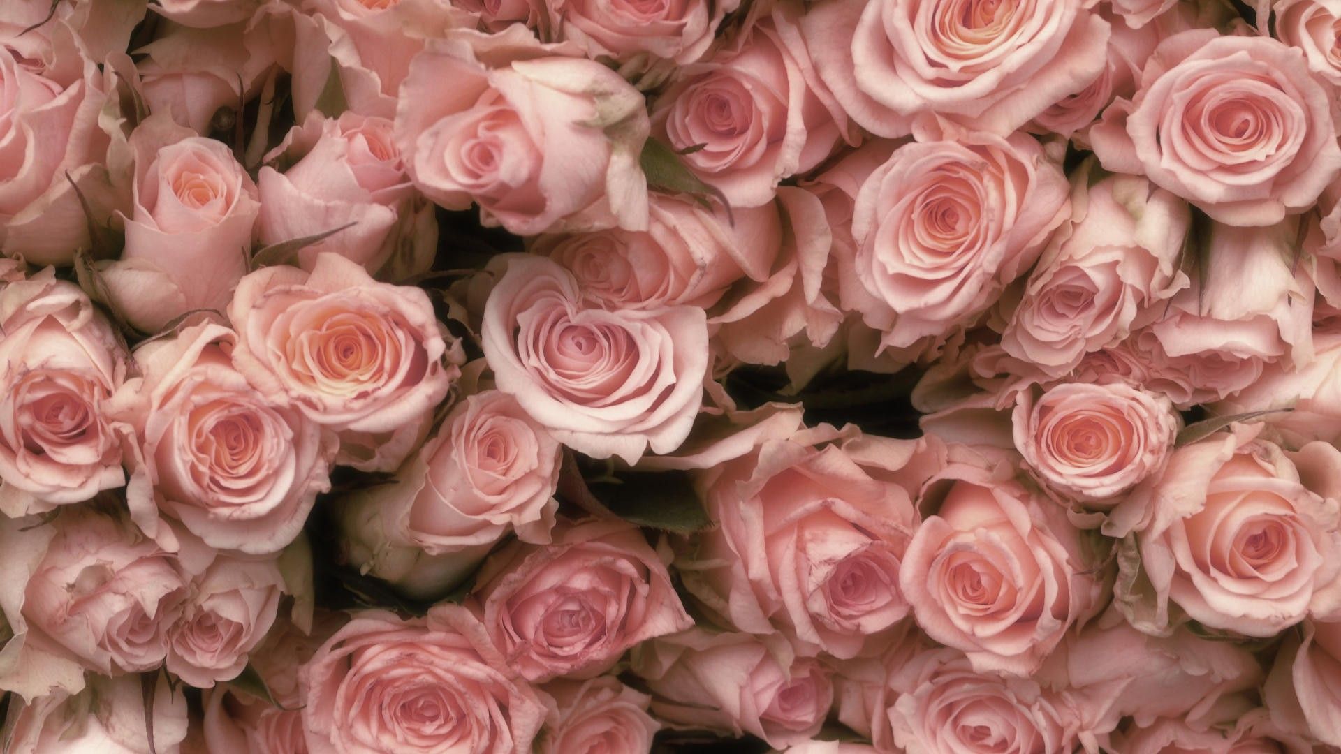Rose rosa pallido, 1920x1080 Full HD, Laptop