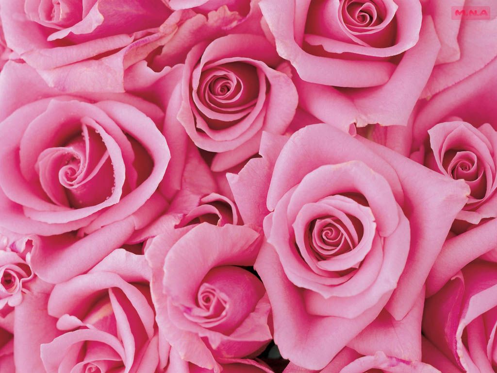 Rose rosa fiori, 1024x768 HD, Desktop