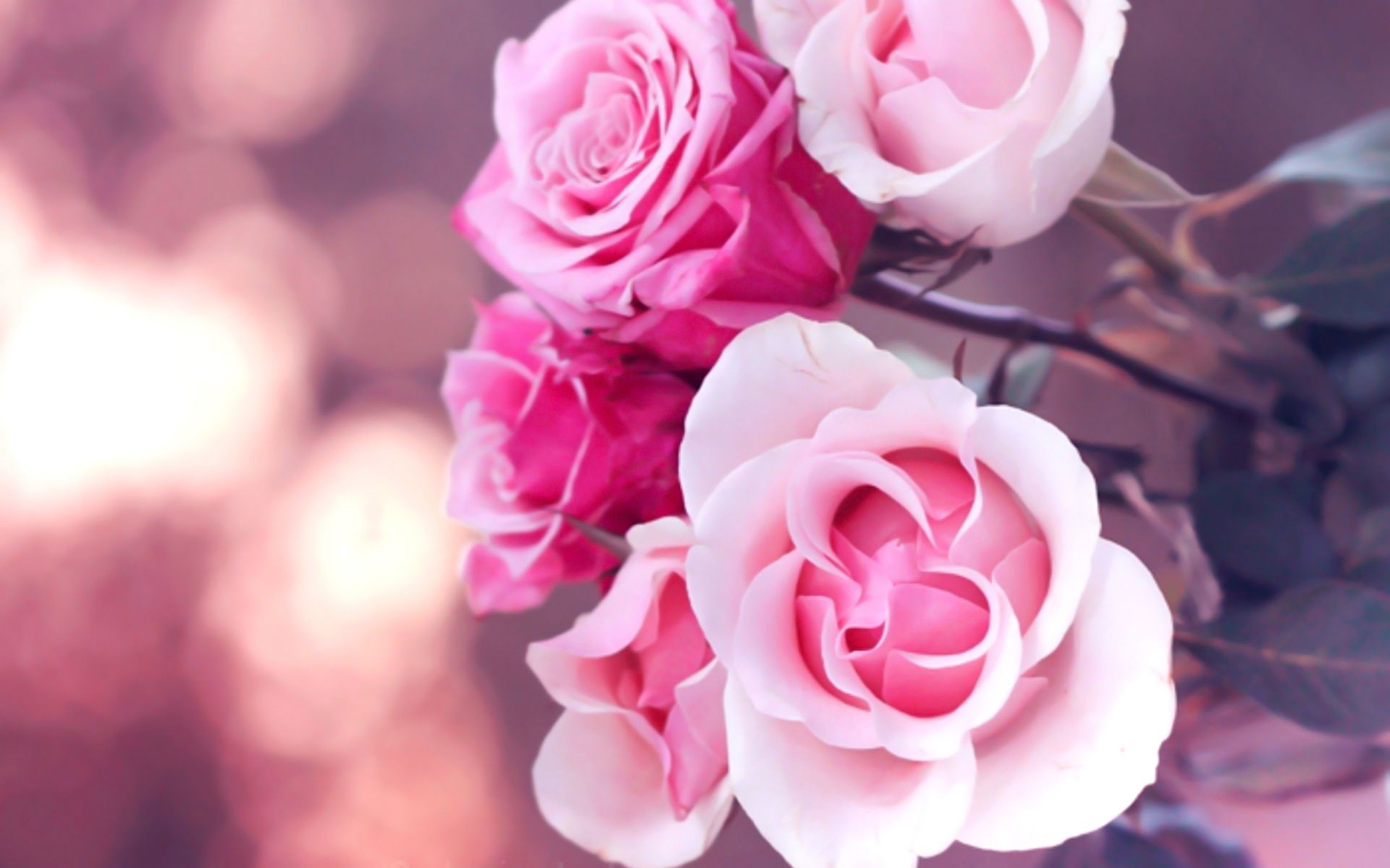 Rose rosa sfocato bokeh, 1920x1200 Full HD+ WUXGA, Laptop