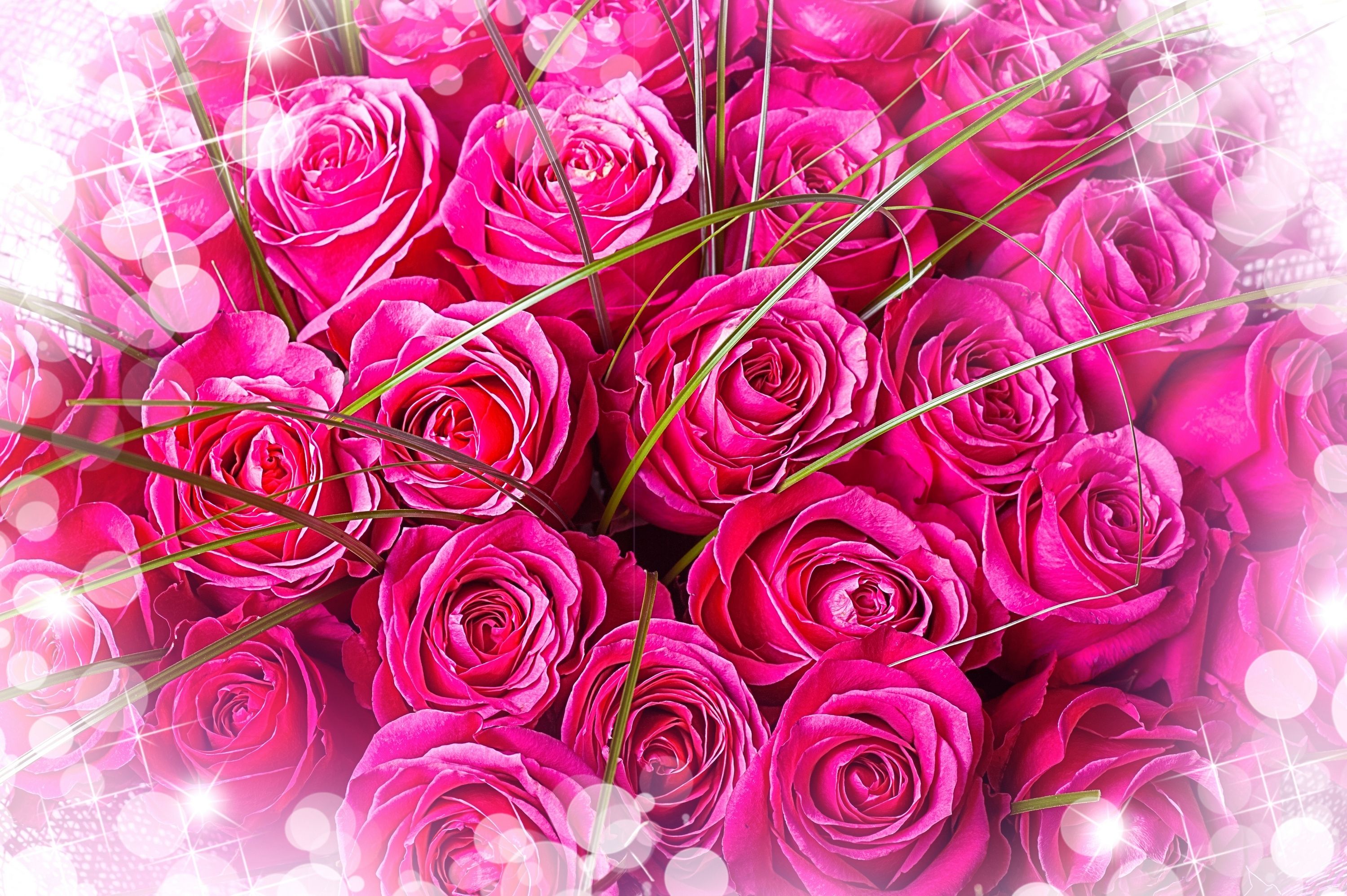 Bouquet di rose rosa, 3000x1996 2K, Desktop