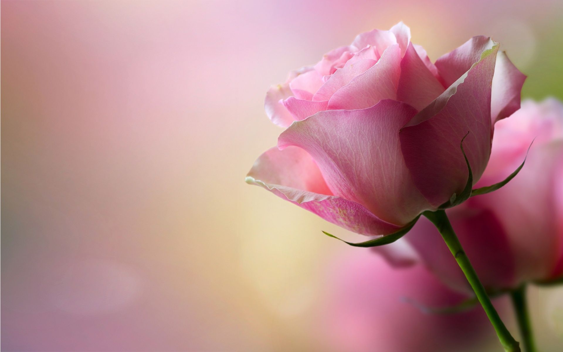 Rose rosa sfocate, 1920x1200 Full HD+, Desktop