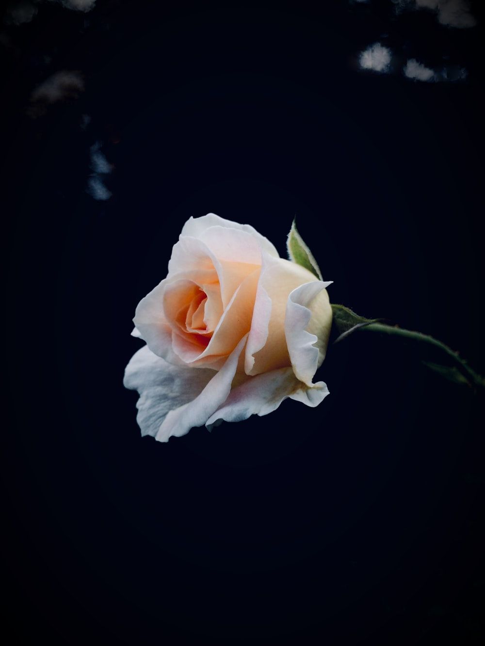 Rosa bianca su sfondo scuro, 1000x1333 Verticale, Mobile