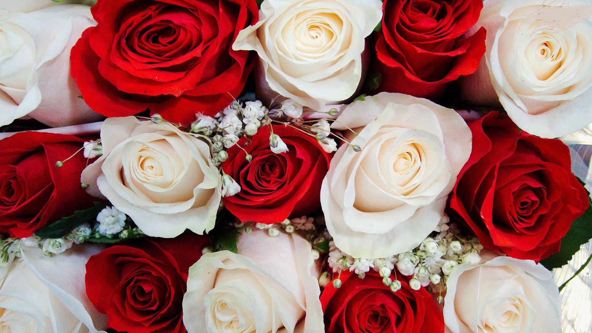 Rose rosse e bianche, 1920x1080 Full HD 1080p, Laptop