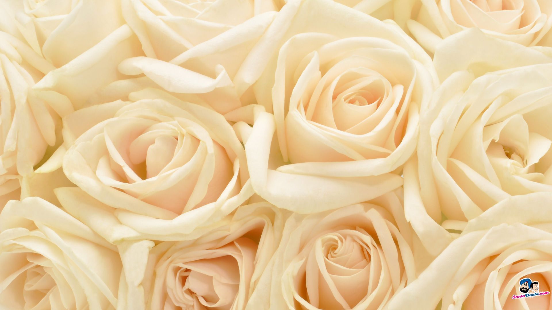 Rose bianche crema ravvicinate, 1920x1080 1080p, Laptop
