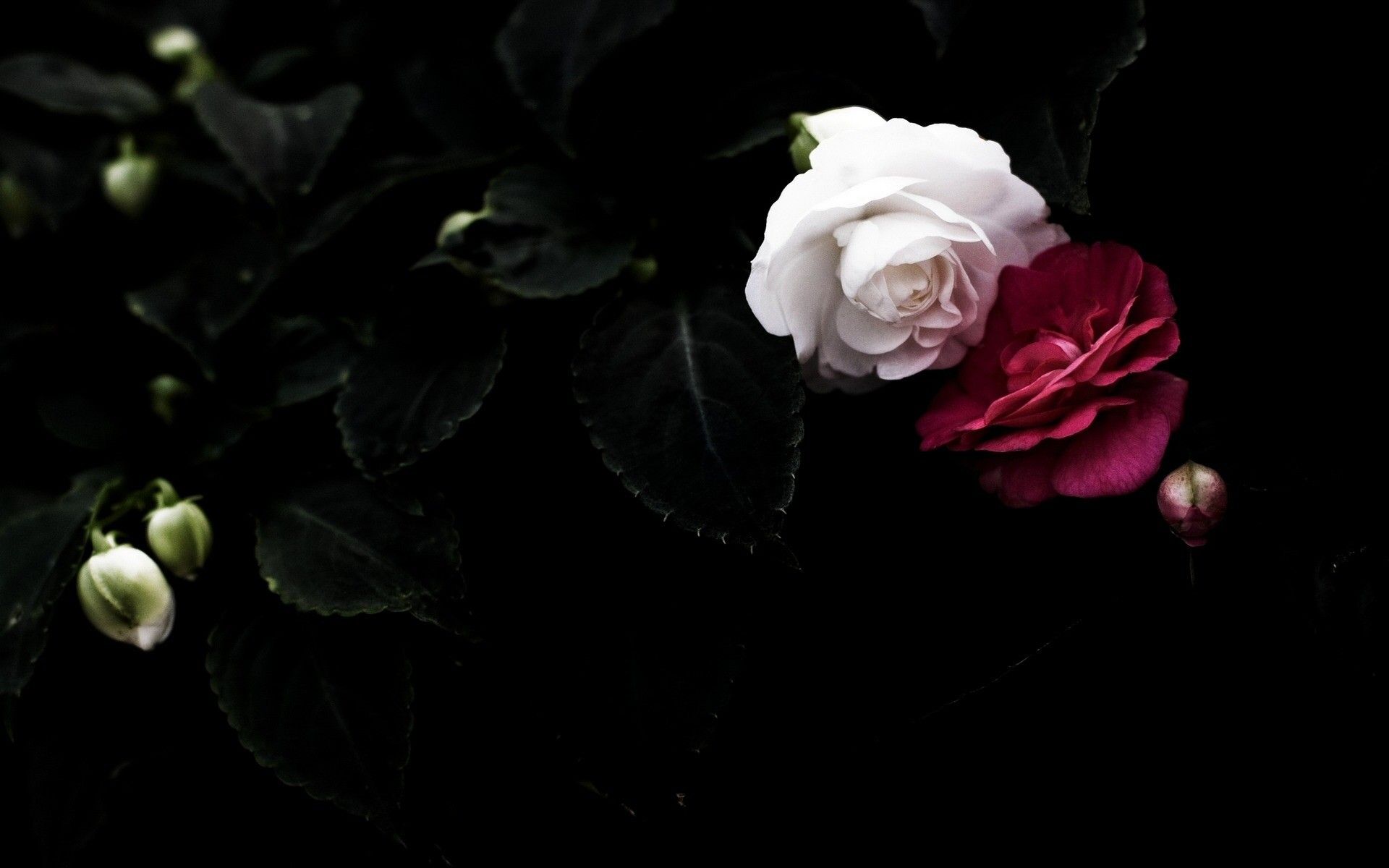 Rosa bianca e rossa scuro, 1920x1200 Full HD+ WUXGA, Laptop