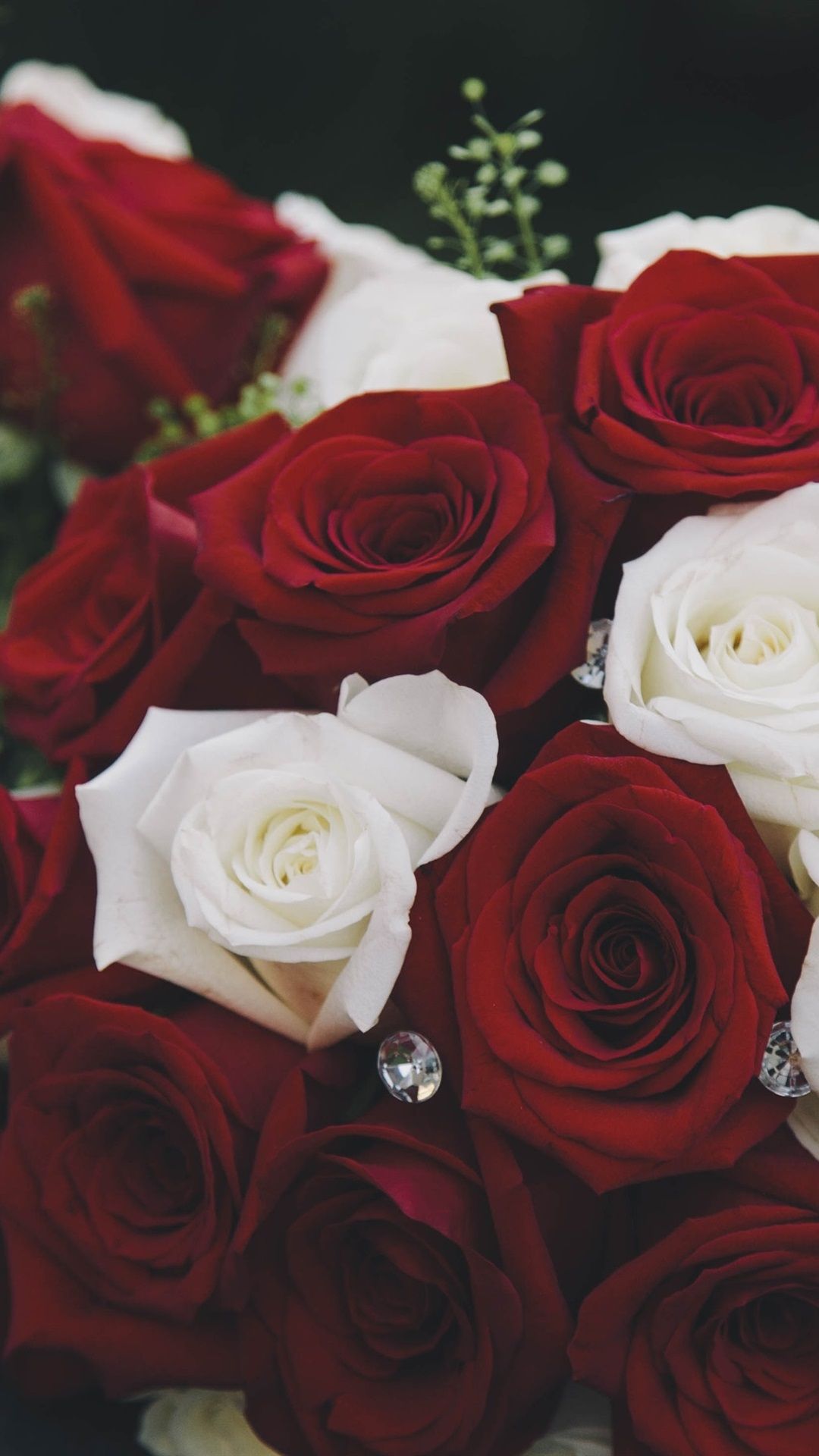 Bouquet rose rosse e bianche, 1080x1920 Verticale, Mobile