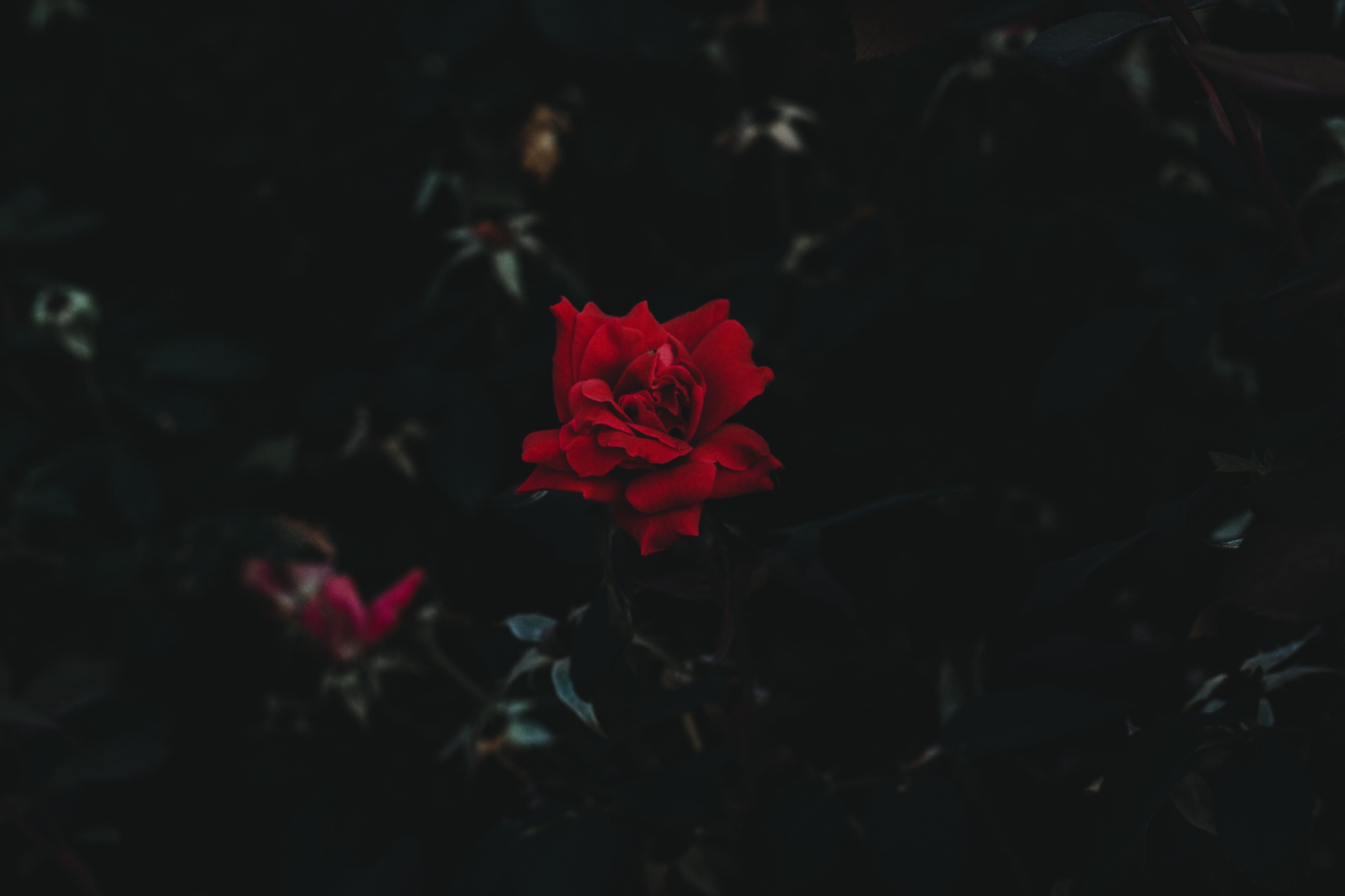 Rosa rossa su sfondo scuro, 5184x3456 Ultra HD, 4K TV
