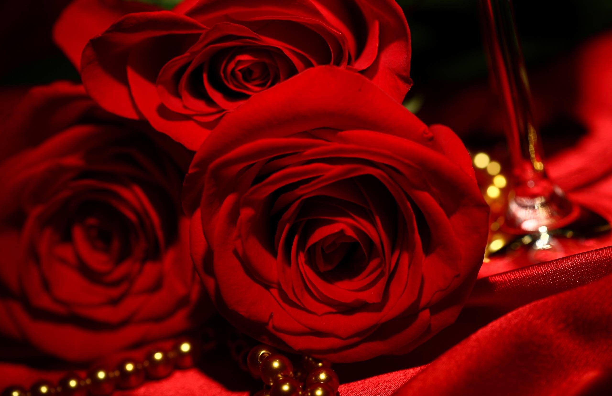 Rose rosse su tessuto rosso, 2560x1660 WQXGA, Monitor Gaming