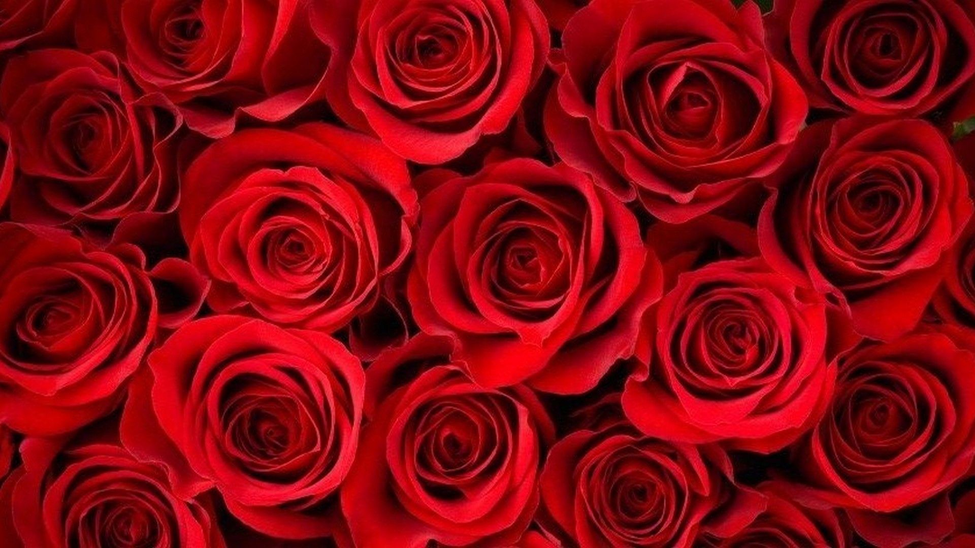 Rose rosse a mazzo, 1920x1080 Full HD, PC Desktop