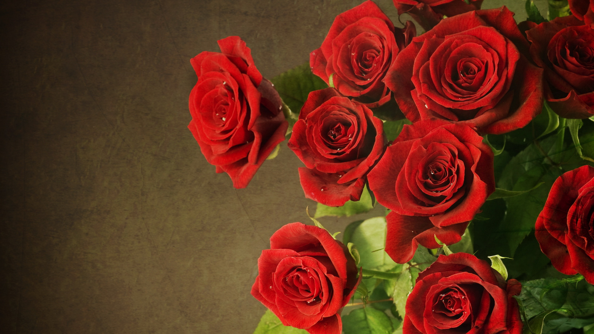 Rose rosse su sfondo scuro, 1920x1080 Full HD, Desktop